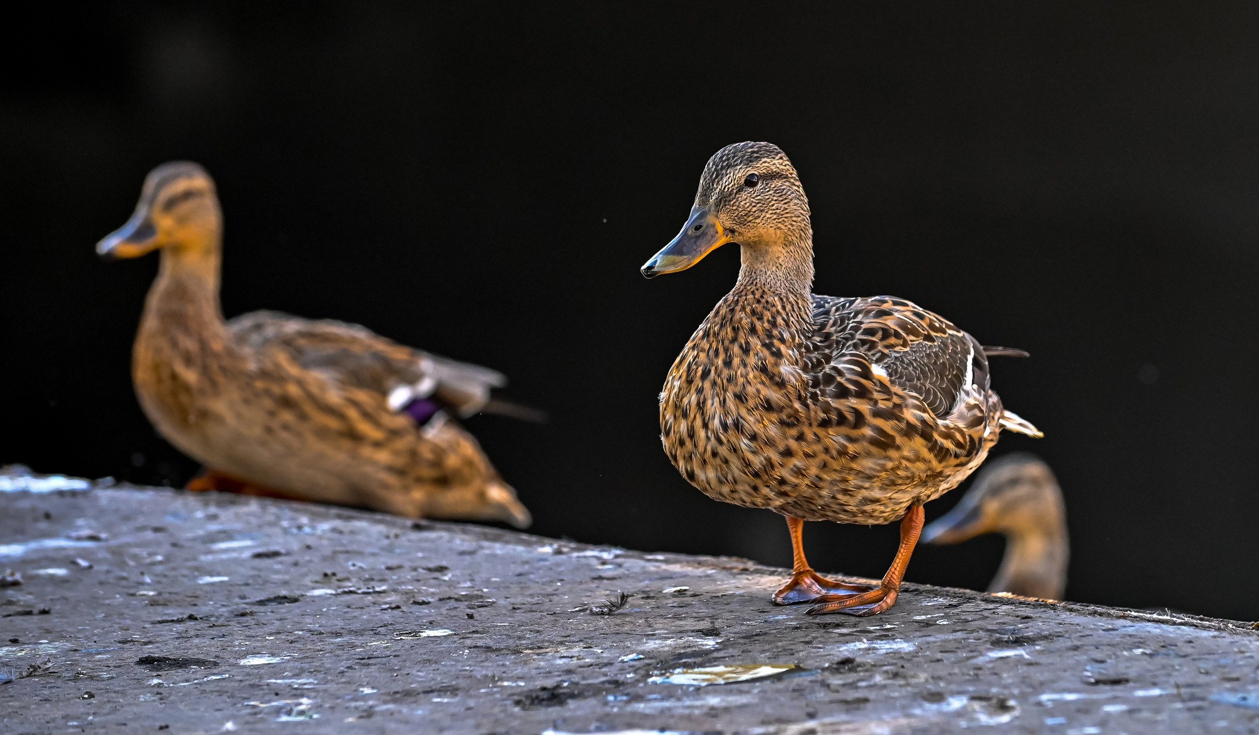 Осенняя фотопрогулка по городу Н 17.09.2022. Репортажный профессиональный фотограф-любитель