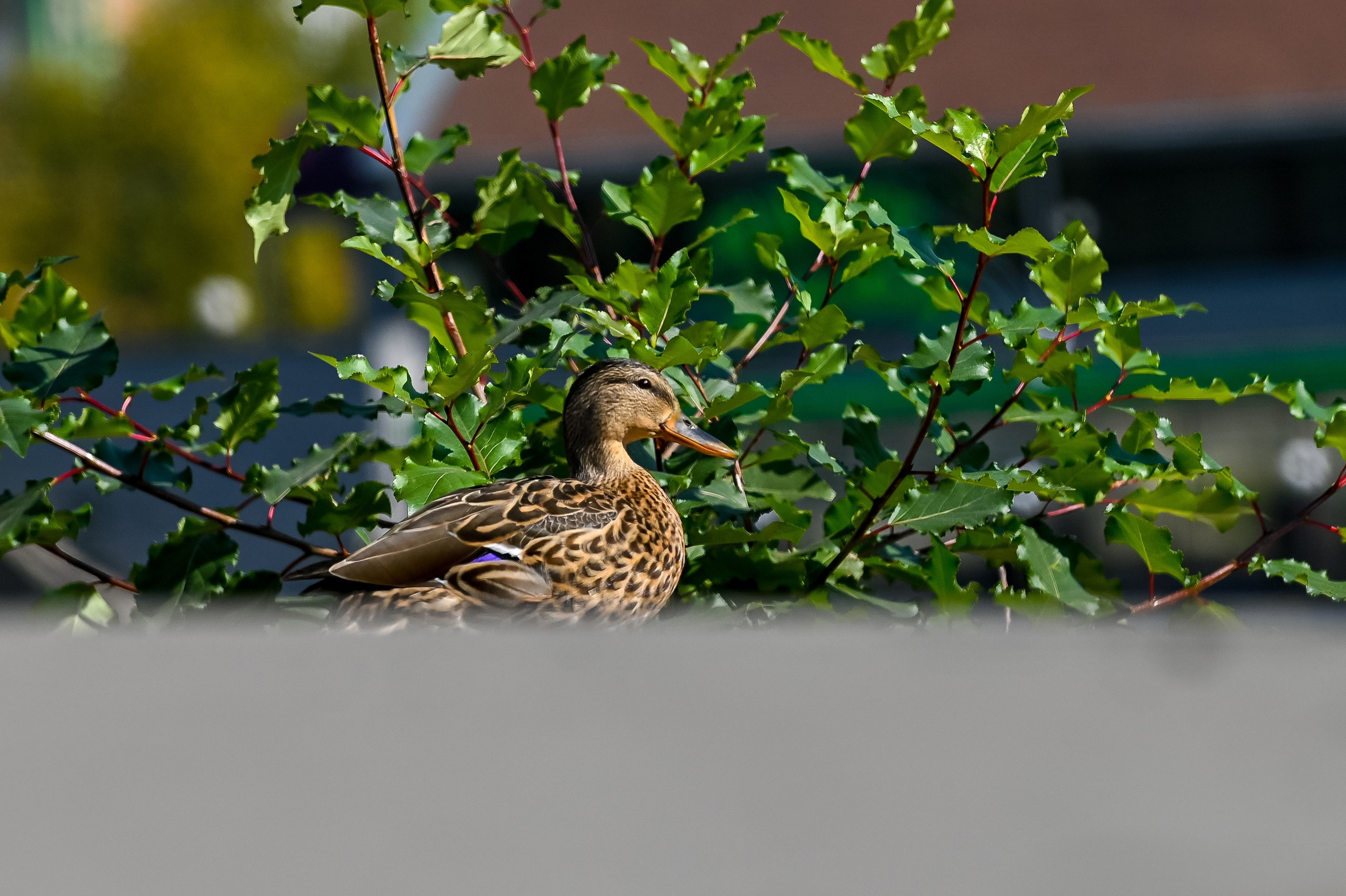 Осенняя фотопрогулка по городу Н 17.09.2022. Репортажный профессиональный фотограф-любитель