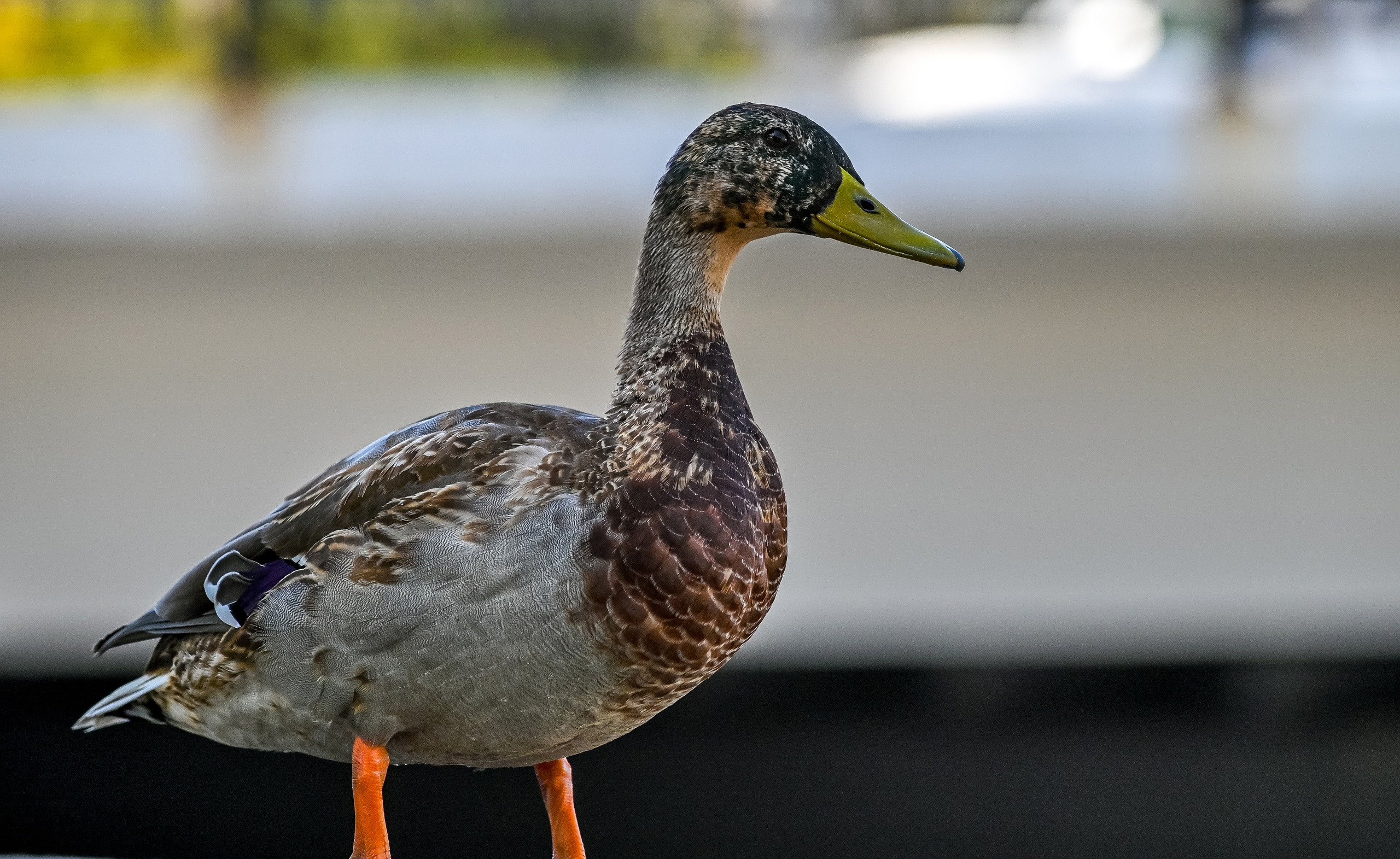 Осенняя фотопрогулка по городу Н 17.09.2022. Репортажный профессиональный фотограф-любитель