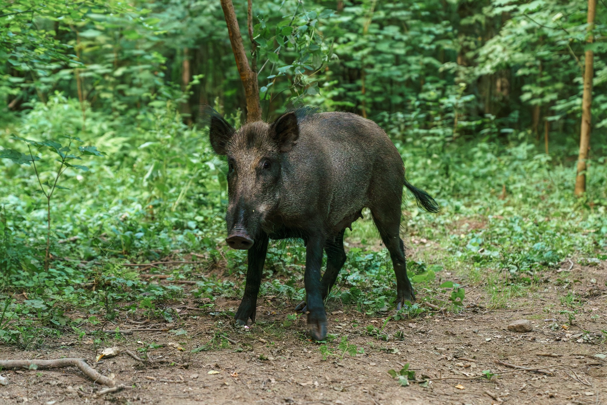 Животные. Ваш личный фотограф Марина Волкова