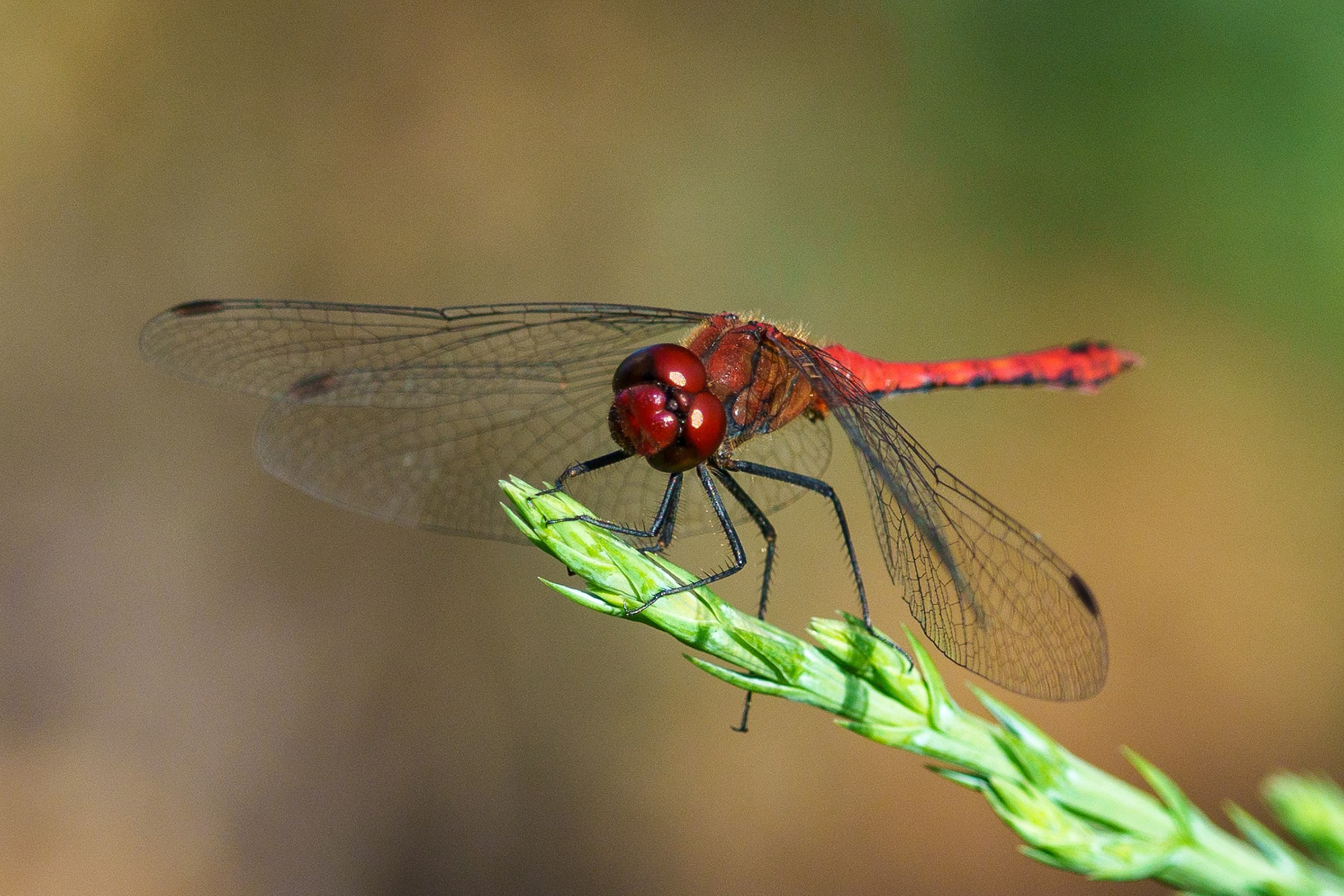 Макросъёмка. Ваш личный фотограф Марина Волкова