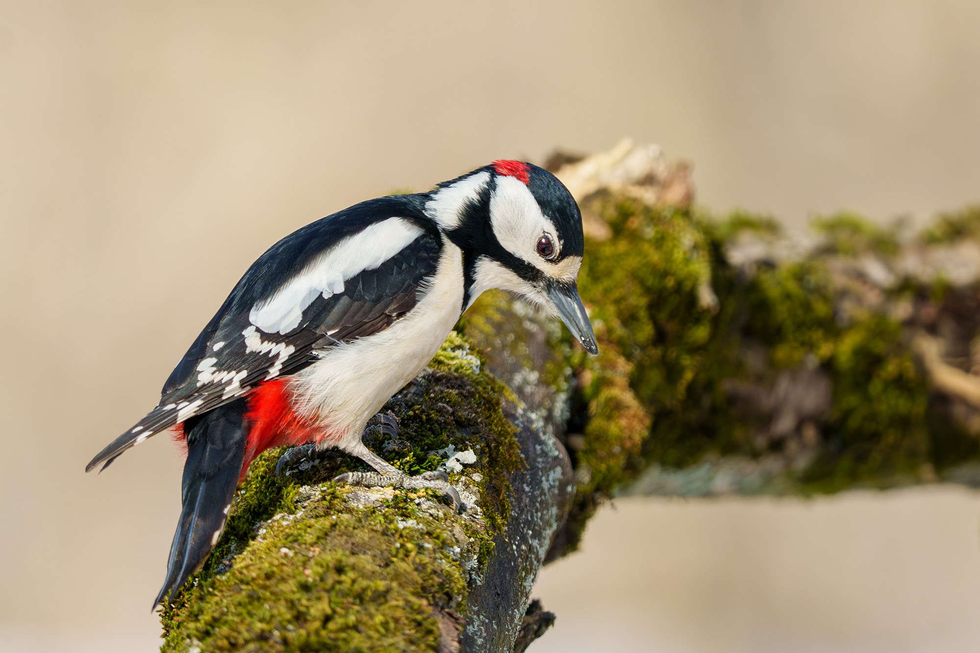 Удивительные мир птиц. Вокруг нас столько прекрасного — присмотритесь!. Ваш личный фотограф Марина Волкова