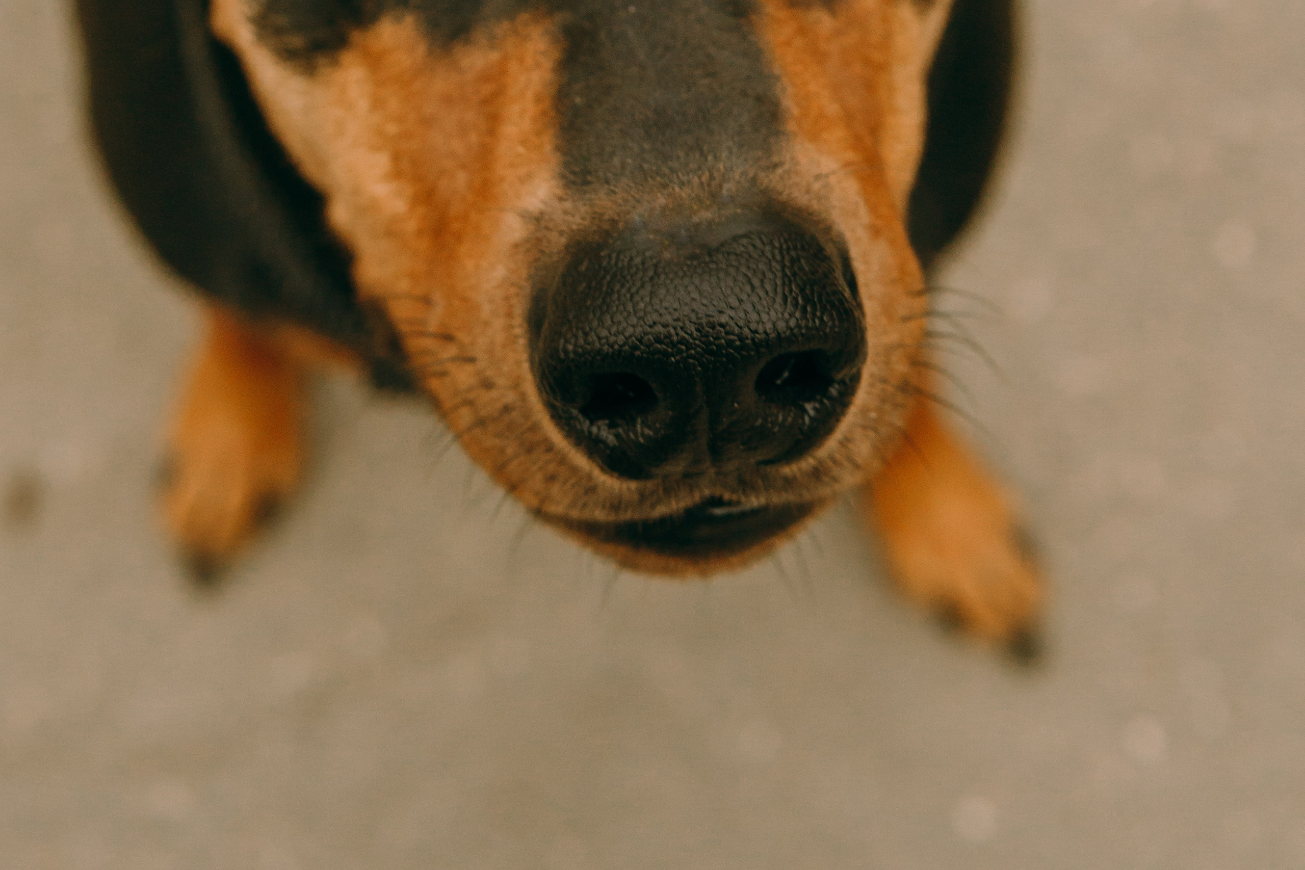 Кира, Максим и Аскара. Фотограф-анималист Ксения Воробьева, Москва