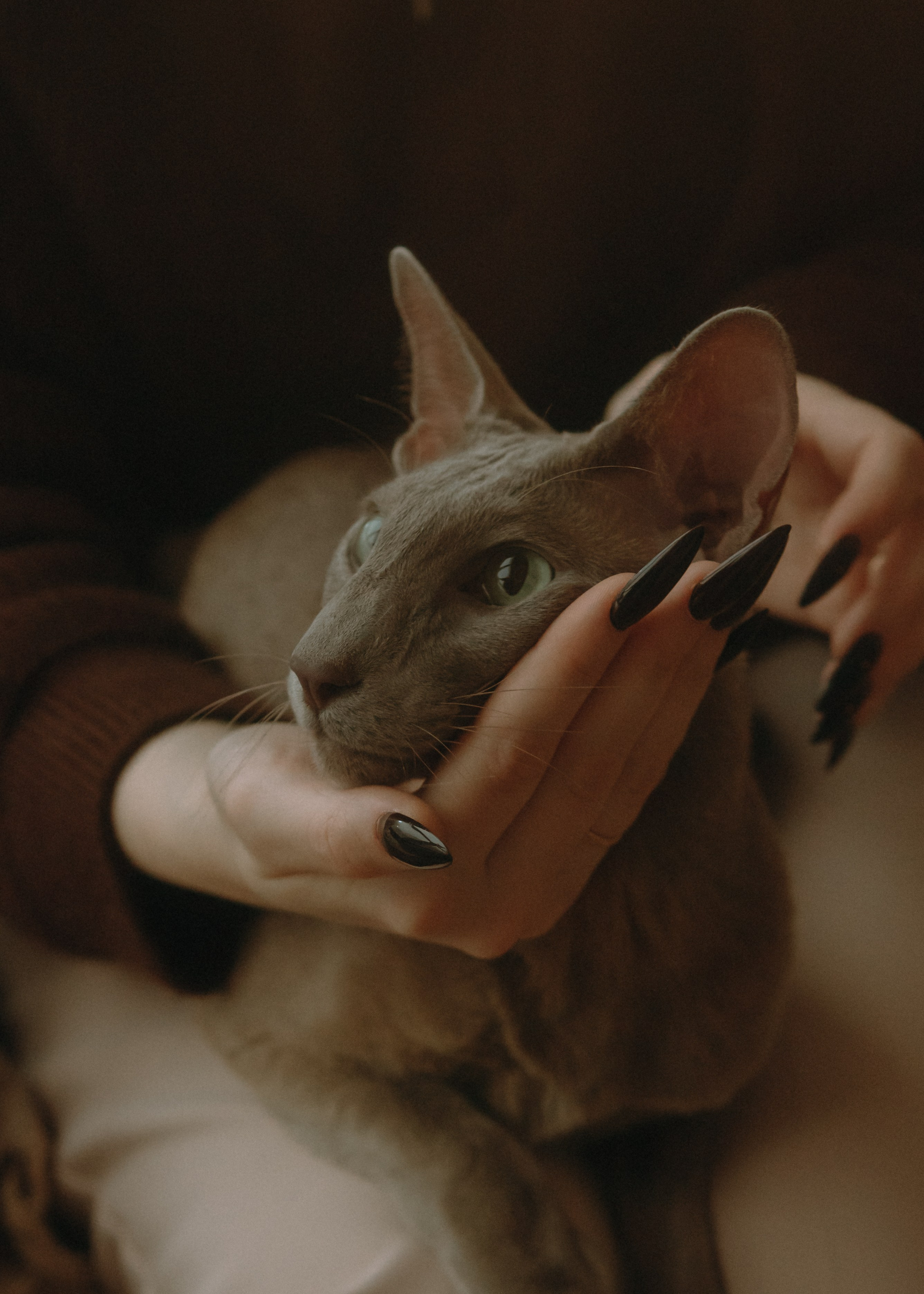 Амина, Булат и Орион. Фотограф-анималист Ксения Воробьева, Москва