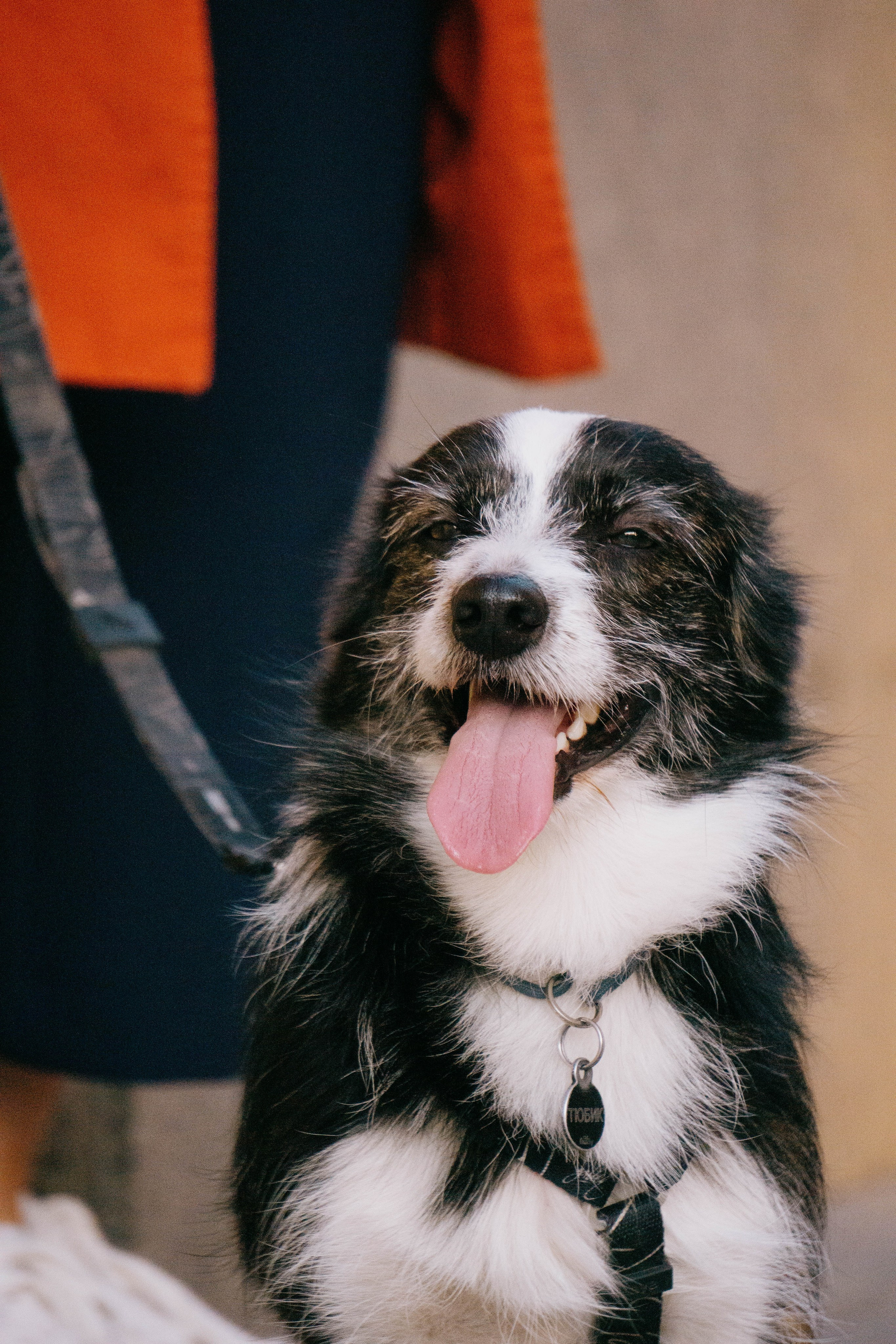 Даша и Тюбик. Фотограф-анималист Ксения Воробьева, Москва
