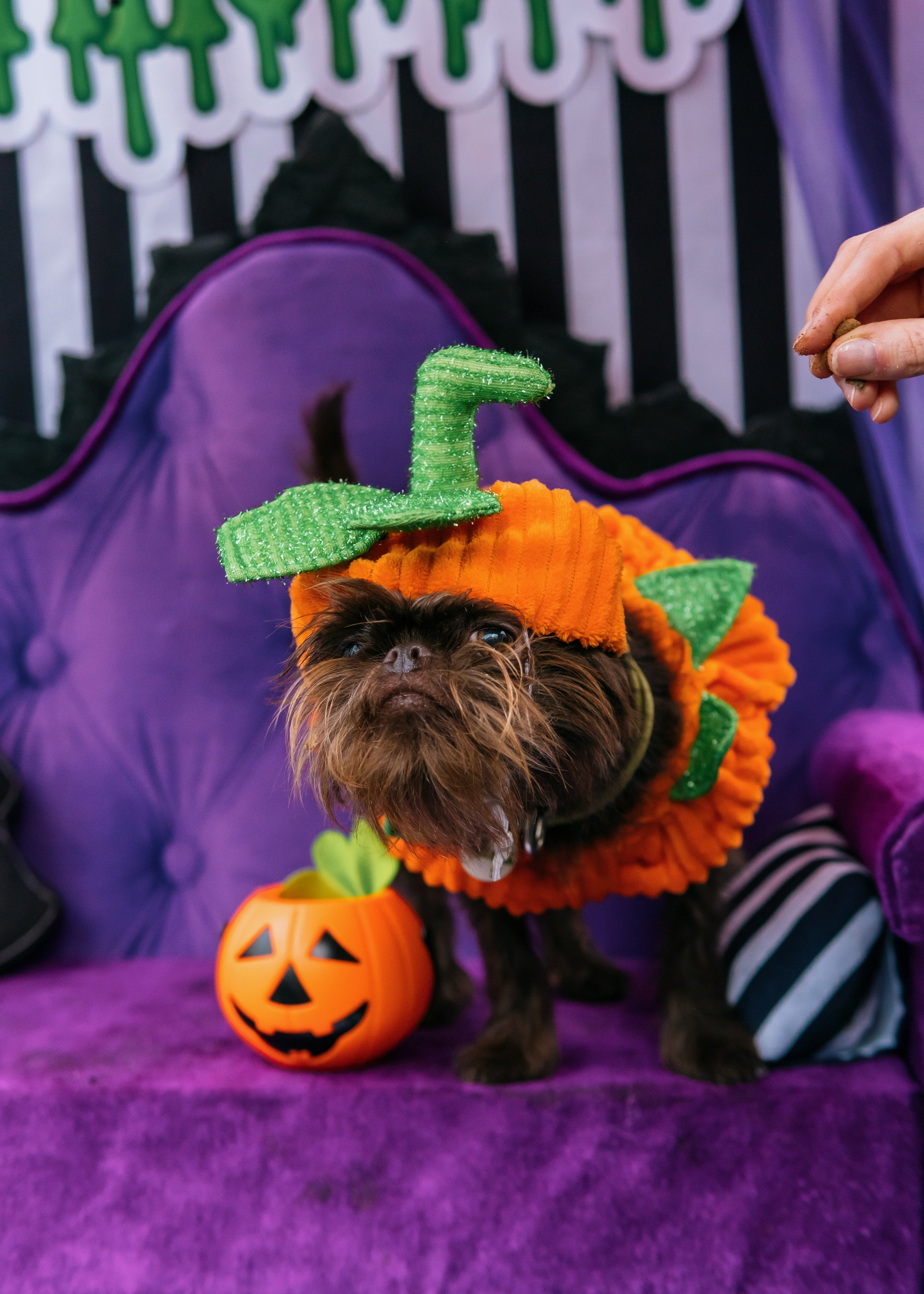 Тематическая встреча породников «Griffween». Фотограф-анималист Ксения Воробьева, Москва