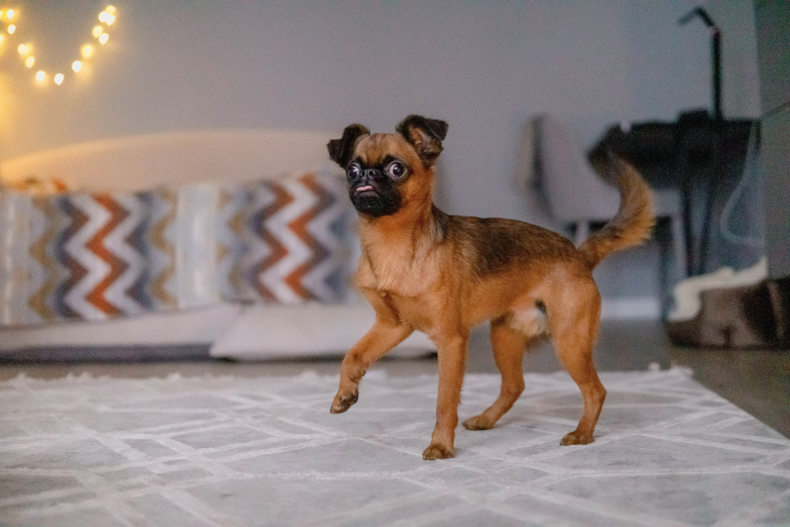 Надя и Ефим. Фотограф-анималист Ксения Воробьева, Москва