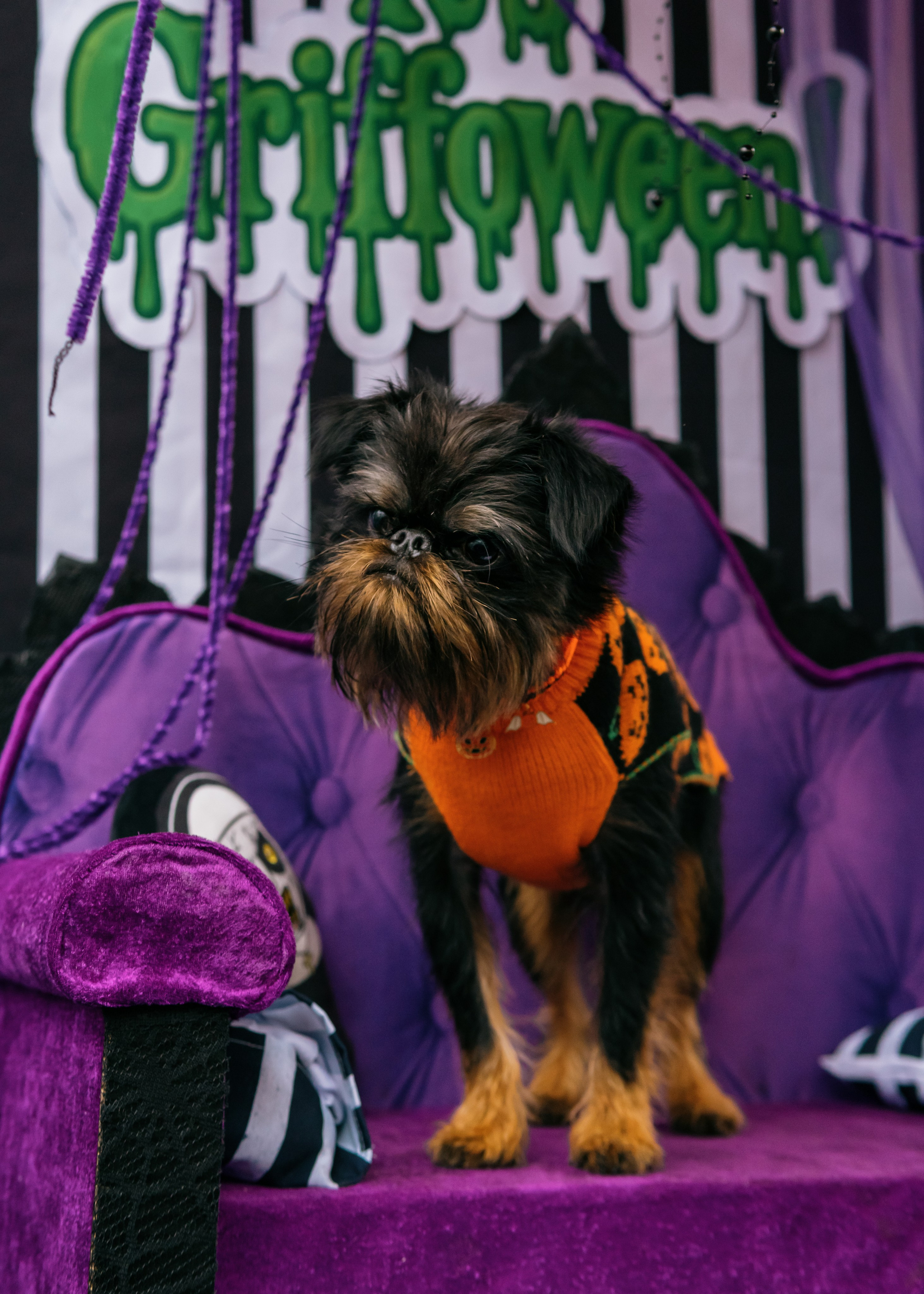 Тематическая встреча породников «Griffween». Фотограф-анималист Ксения Воробьева, Москва