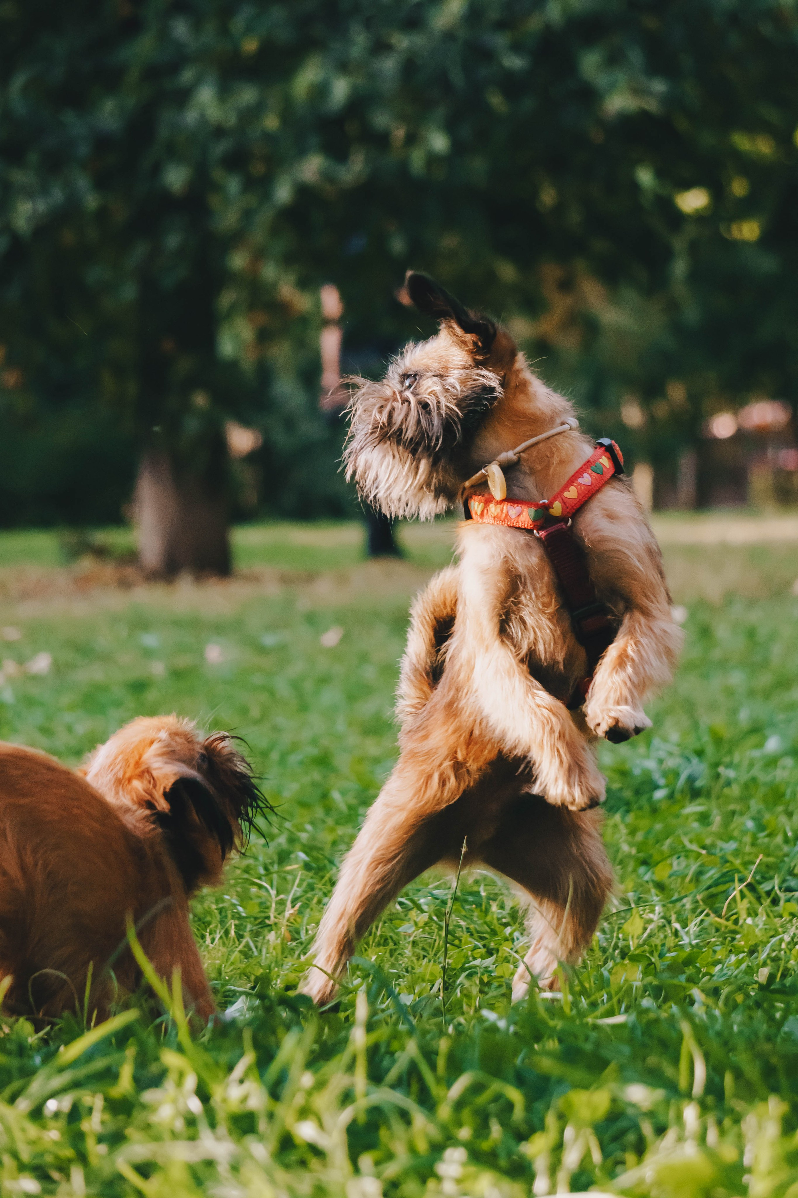 Мини-туса гриффоны и брабансоны. Фотограф-анималист Ксения Воробьева, Москва