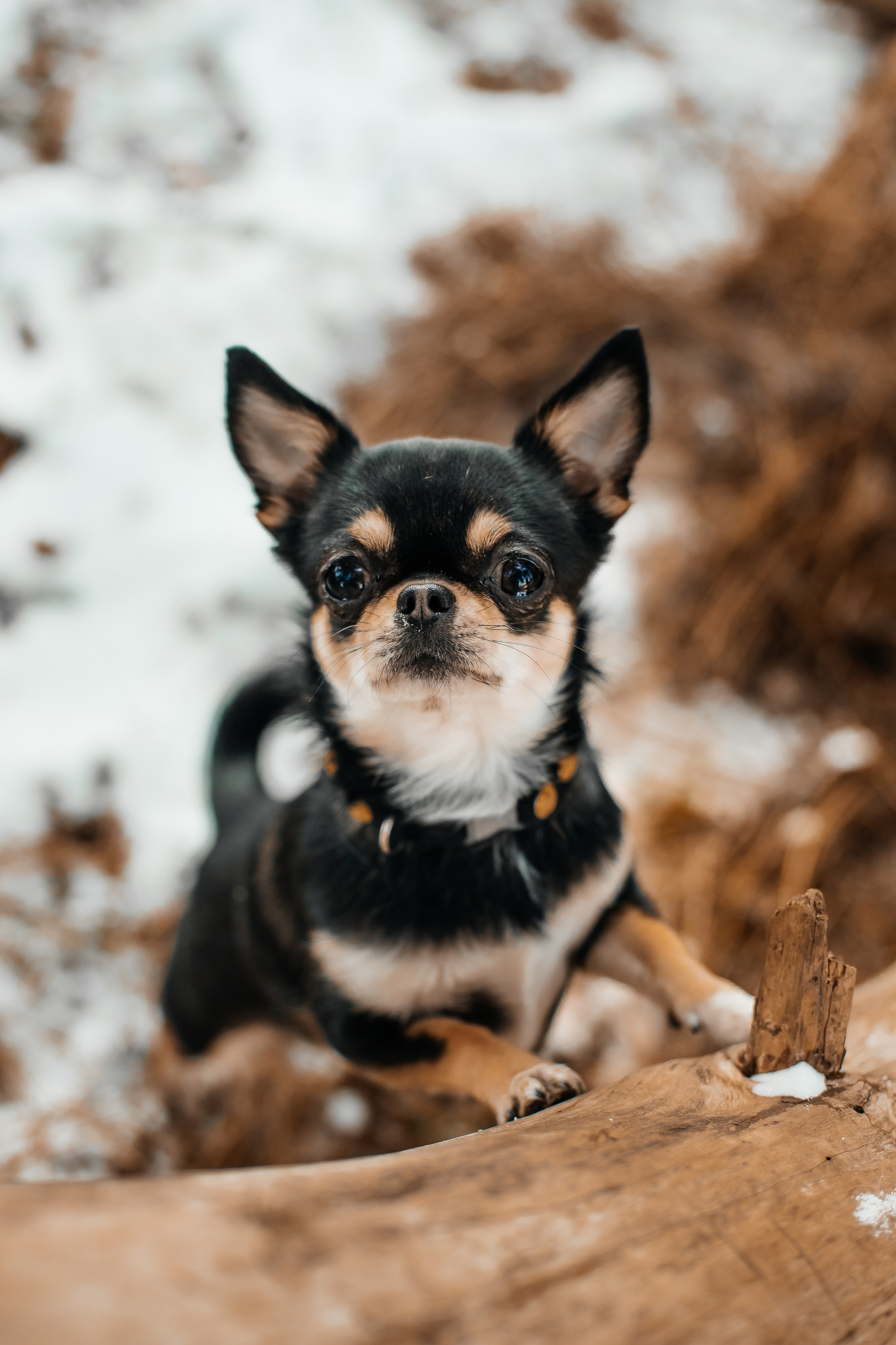 Портфолио2. Фотограф — анималист Маргарита Хелбен Краснодар