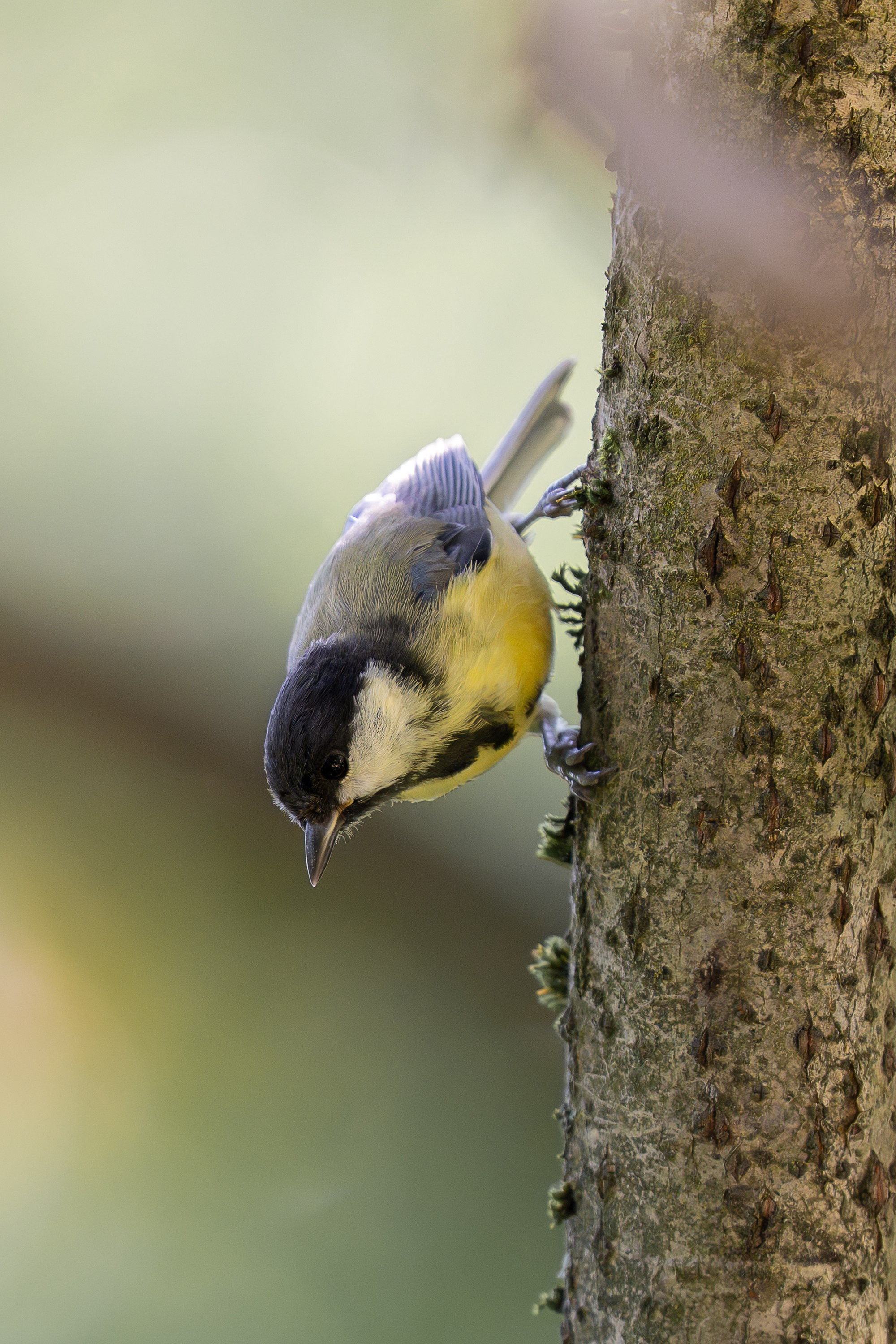 Большая синица (лат. Parus major). Yulia Gonchar | Photographer