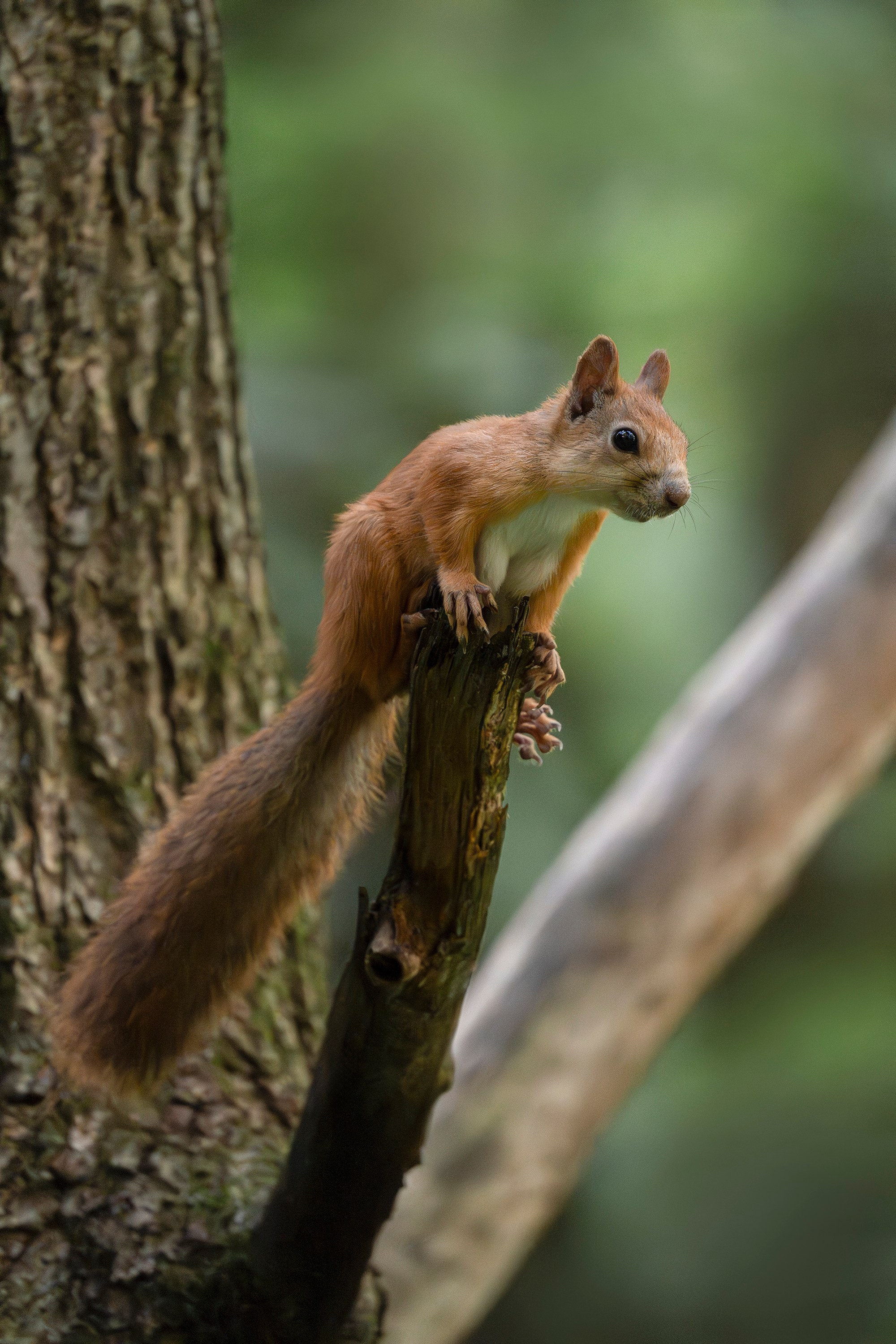 Белка обыкновенная (лат. Sciurus vulgaris). Yulia Gonchar | Photographer