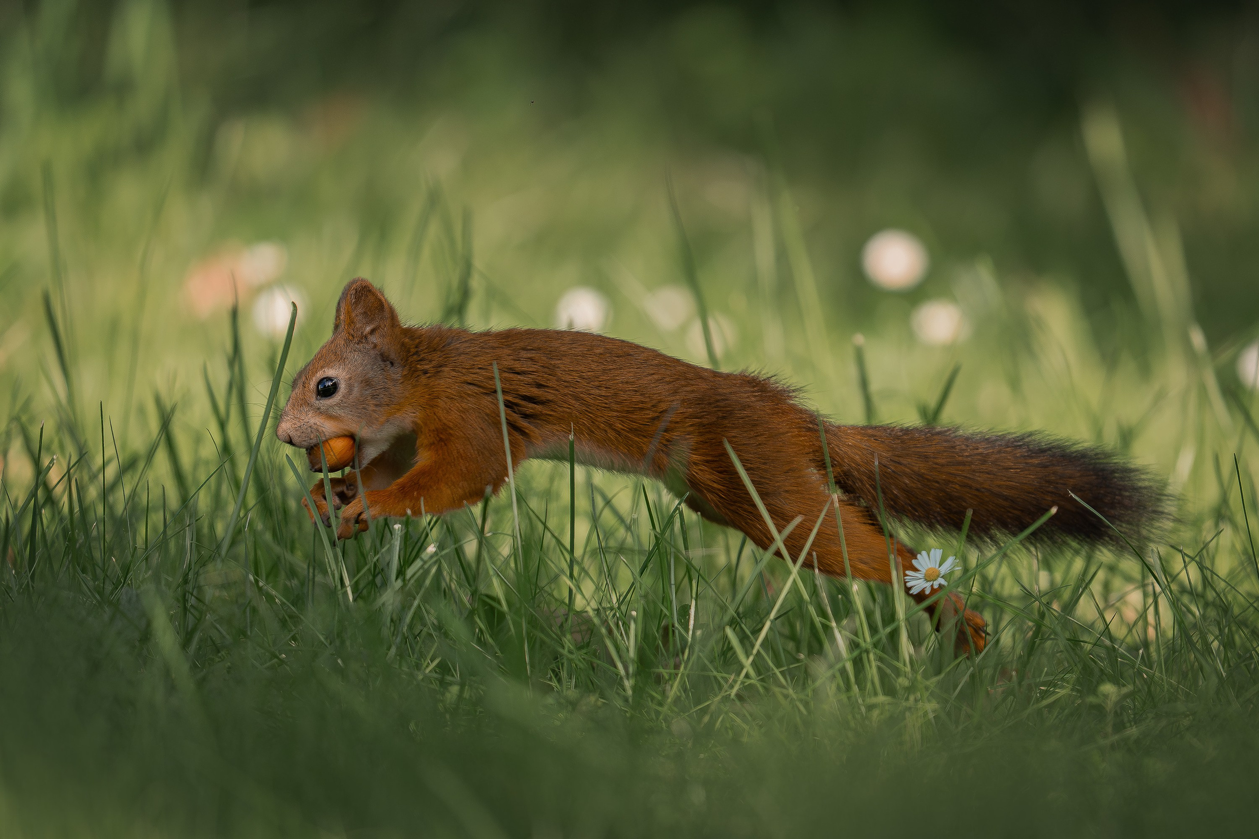 Белка обыкновенная (лат. Sciurus vulgaris). Yulia Gonchar | Photographer