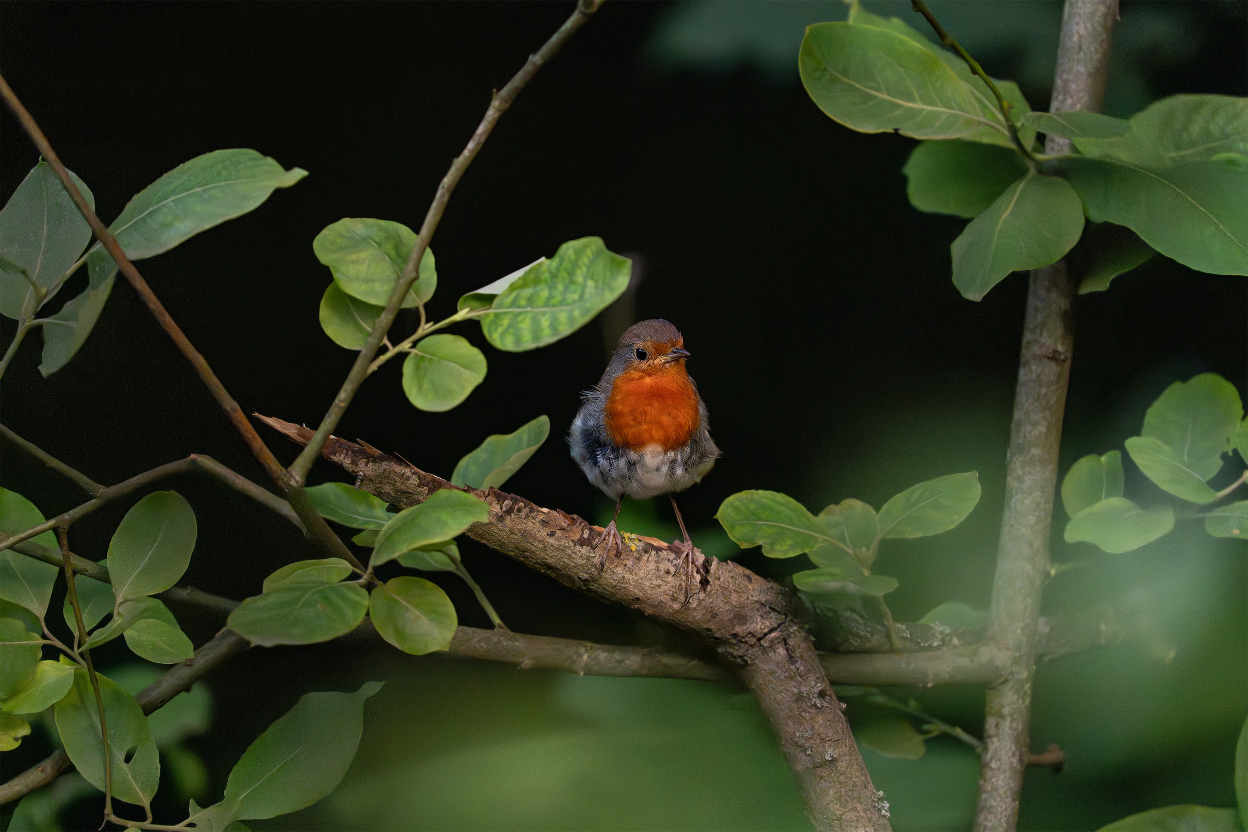 Зарянка (лат. Erithacus rubecula). Yulia Gonchar | Photographer