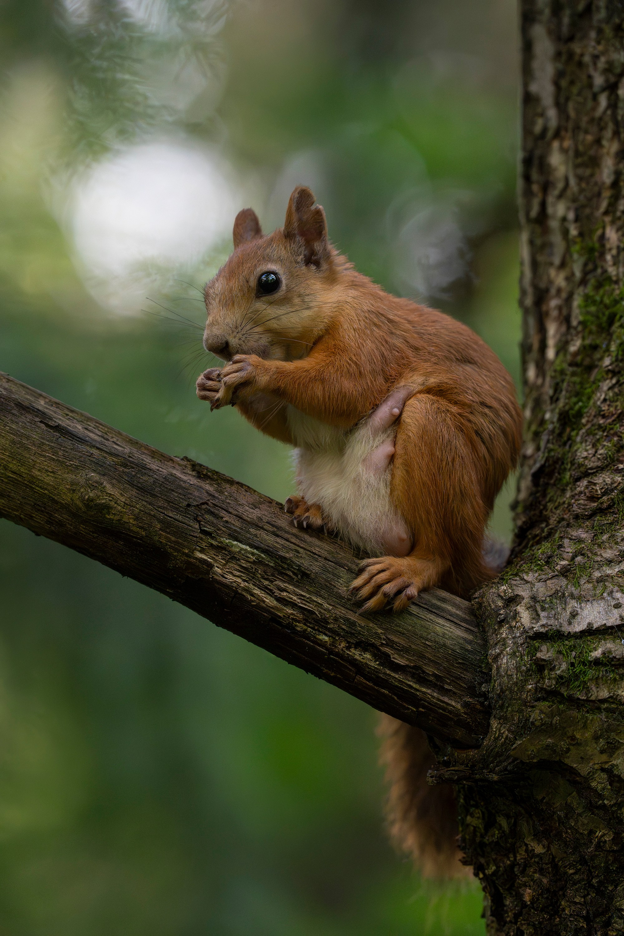 Белка обыкновенная (лат. Sciurus vulgaris). Yulia Gonchar | Photographer