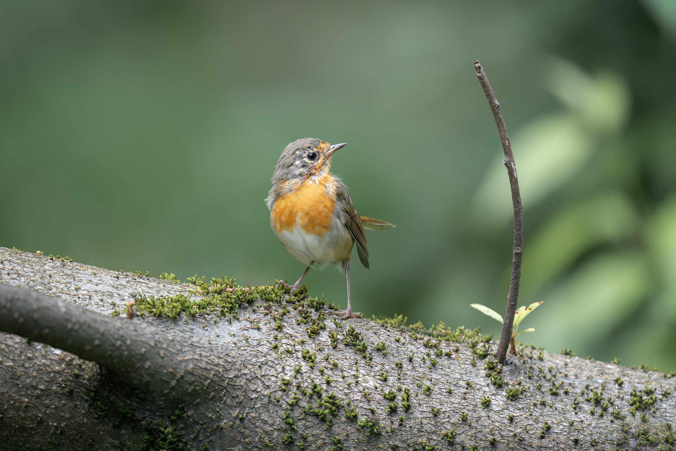 Зарянка (лат. Erithacus rubecula). Yulia Gonchar | Photographer