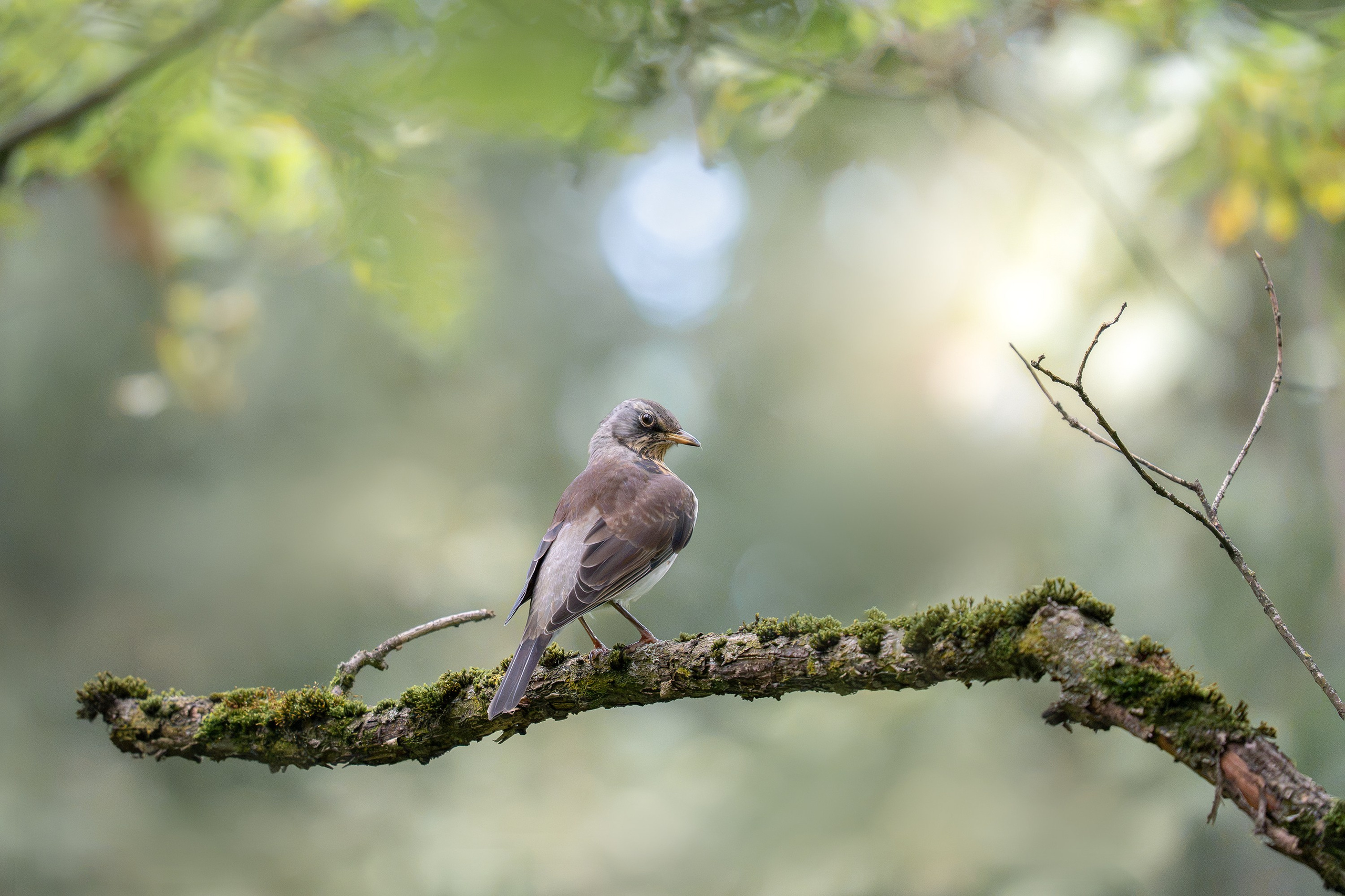 Рябинник (лат.Turdus pilaris). Yulia Gonchar | Photographer
