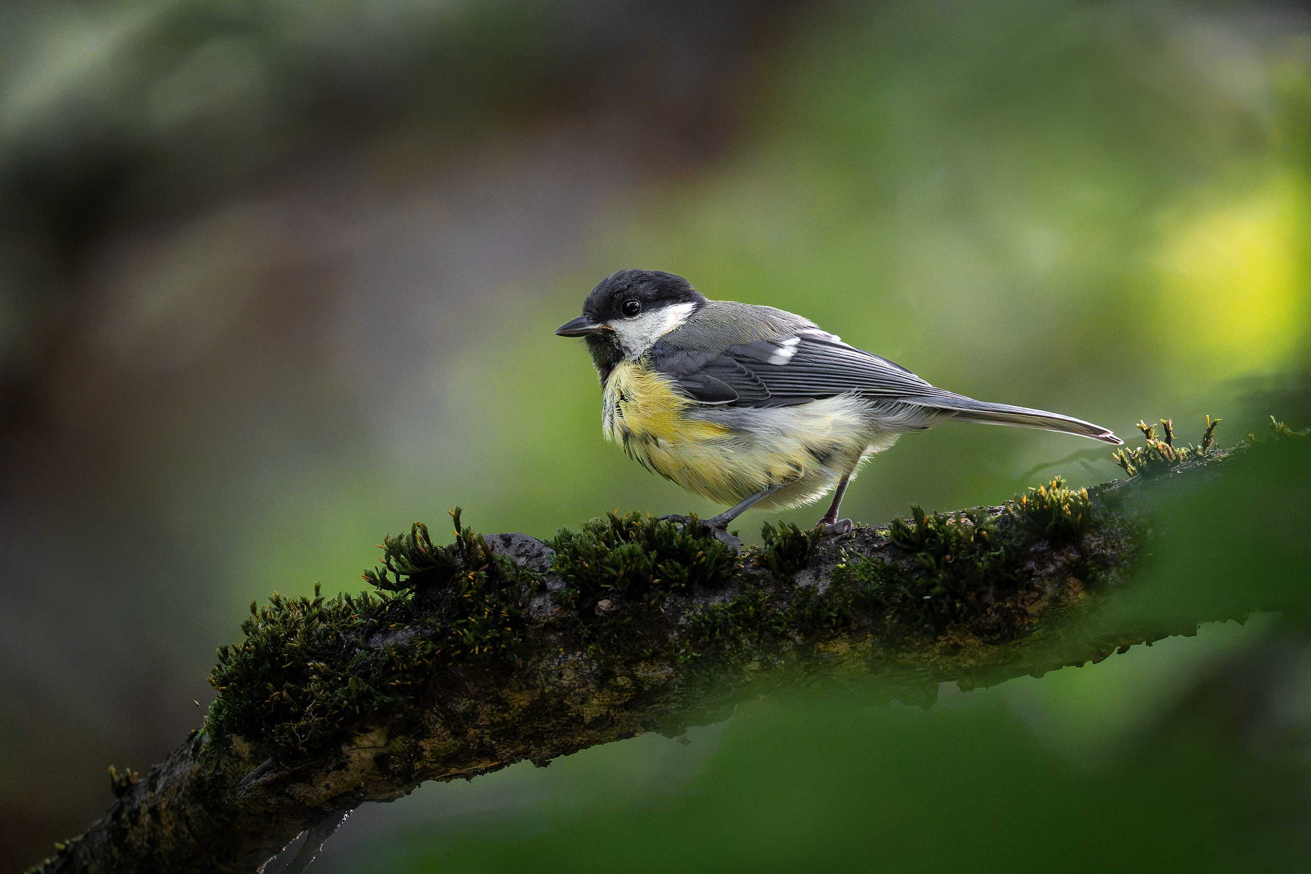 Большая синица (лат. Parus major). Yulia Gonchar | Photographer