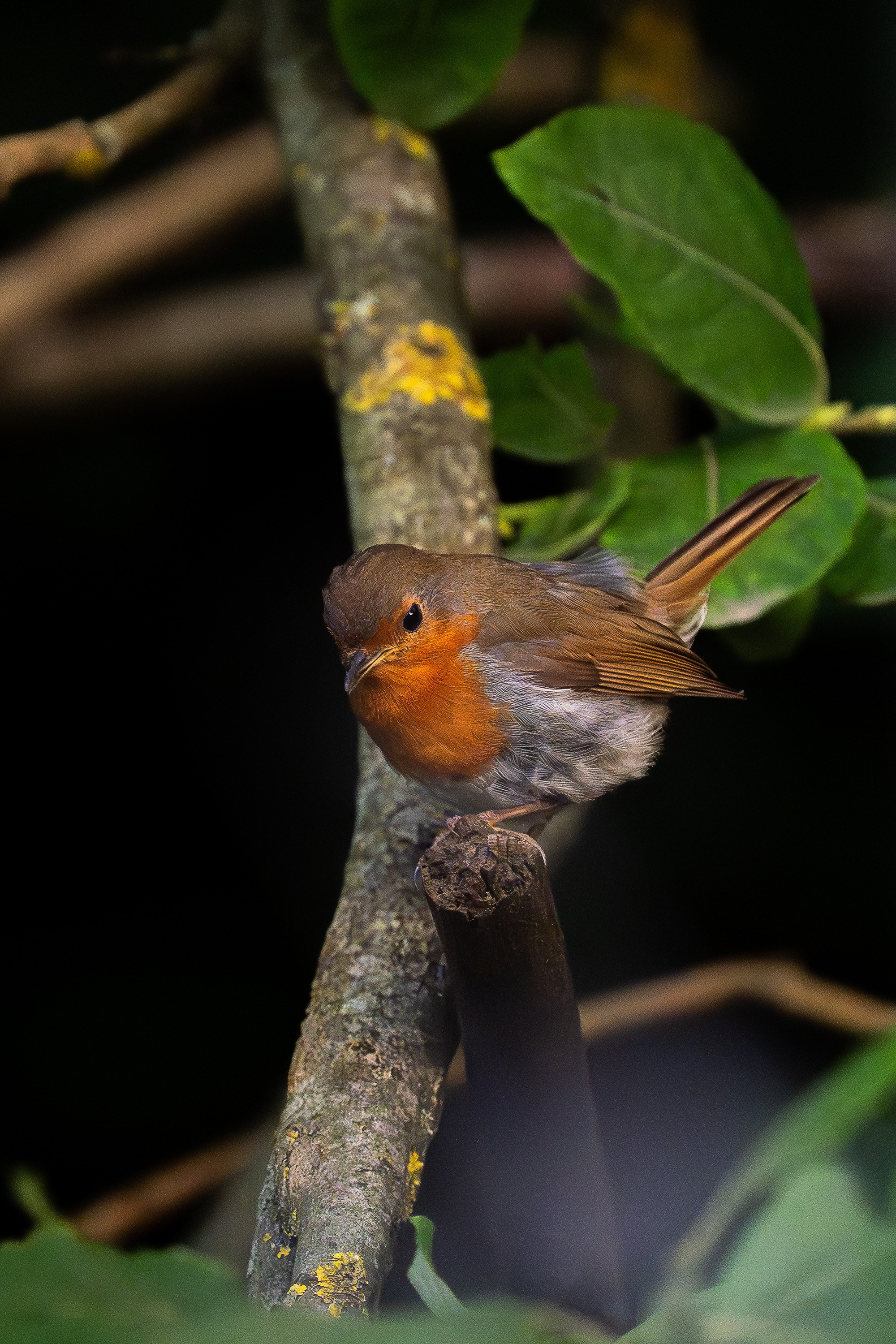 Зарянка (лат. Erithacus rubecula). Yulia Gonchar | Photographer