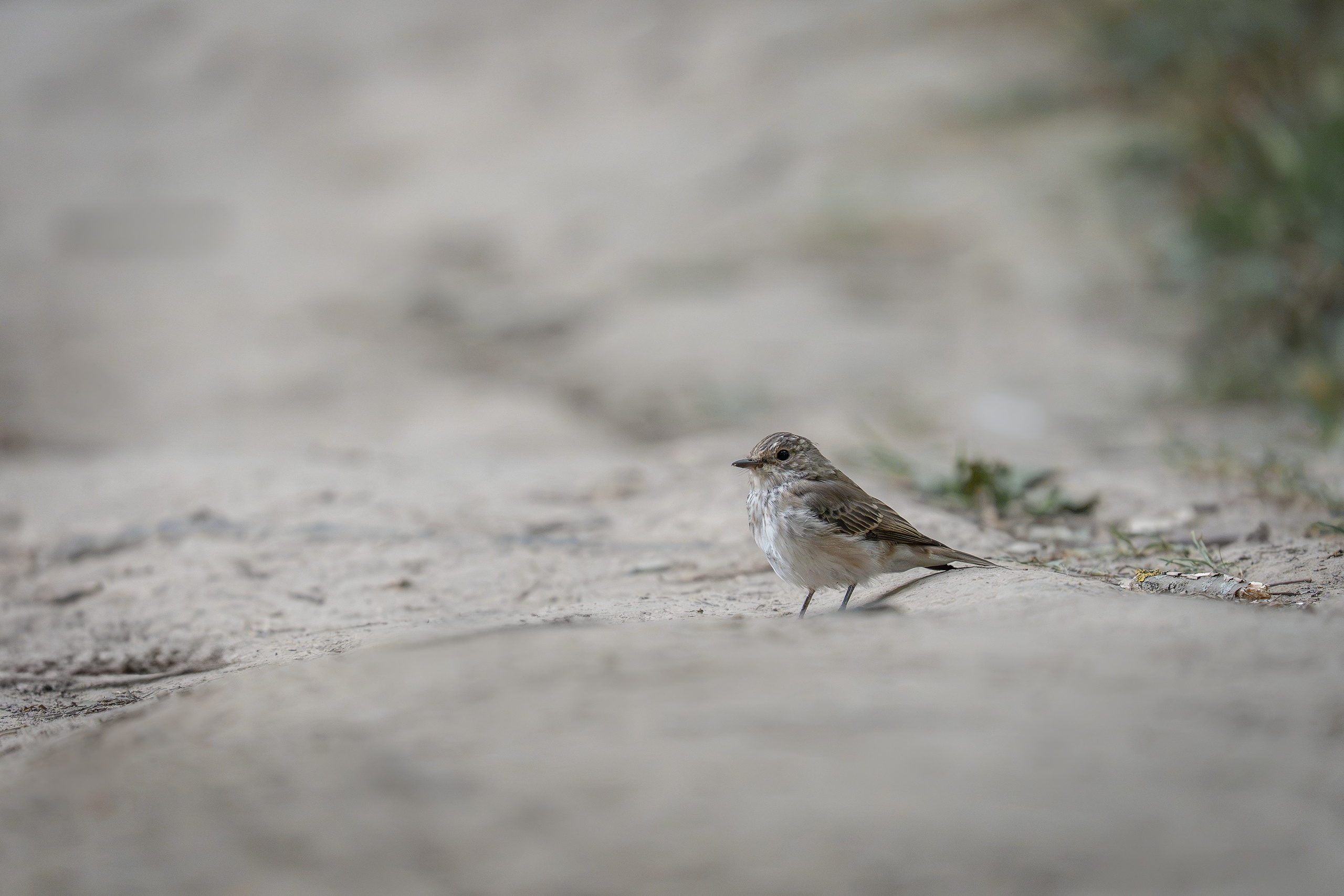 Серая мухоловка (лат. Muscicapa striata). Yulia Gonchar | Photographer