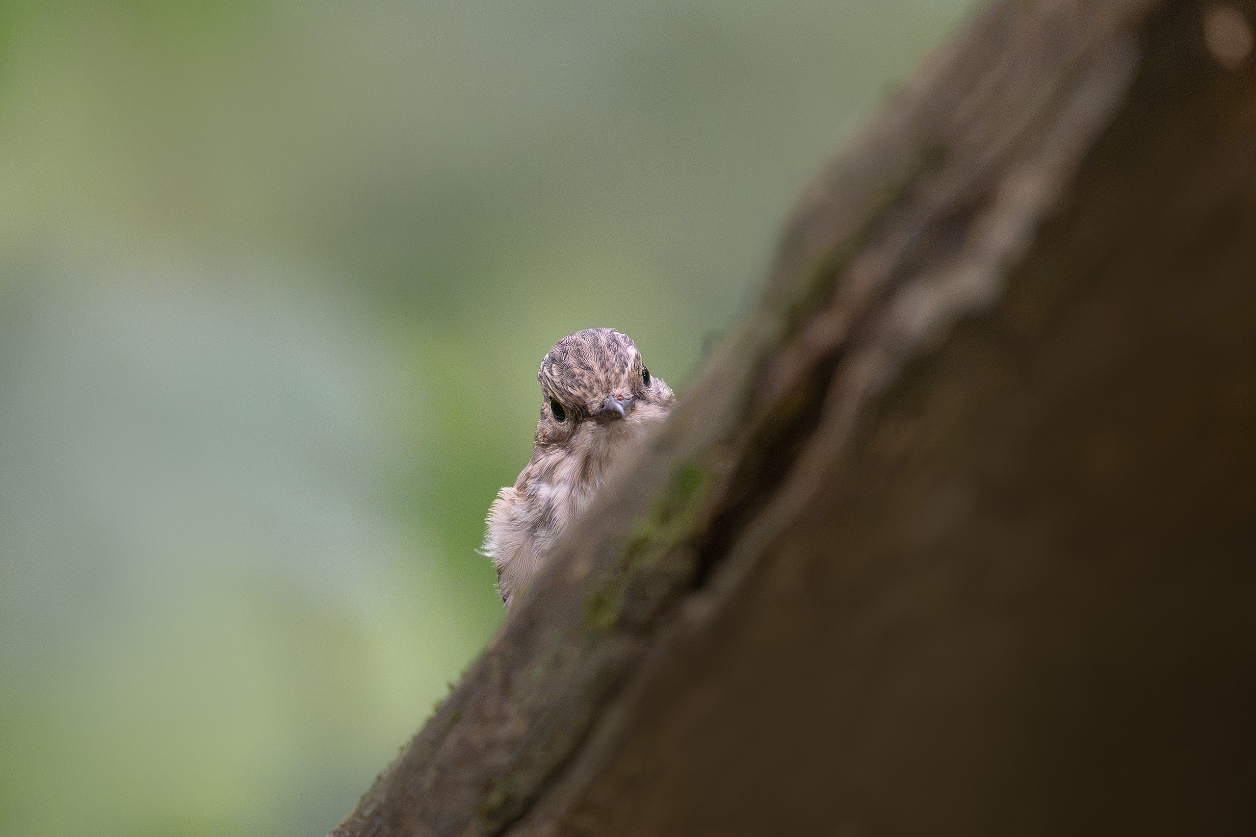 Серая мухоловка (лат. Muscicapa striata). Yulia Gonchar | Photographer