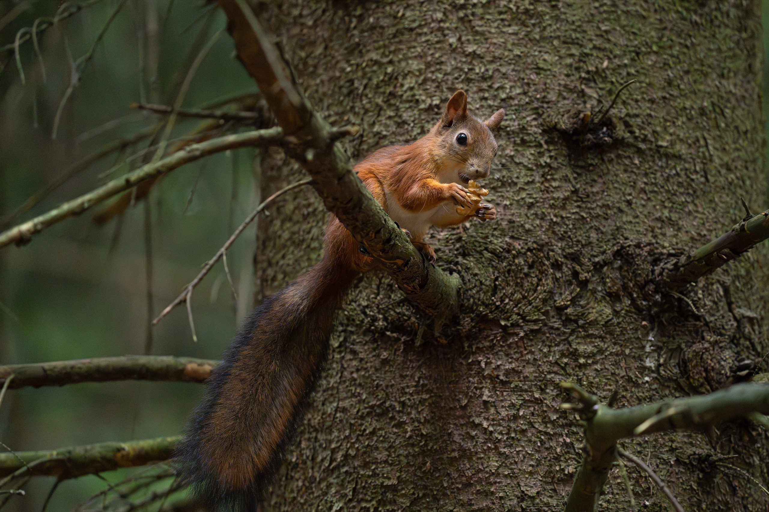 Белка обыкновенная (лат. Sciurus vulgaris). Yulia Gonchar | Photographer