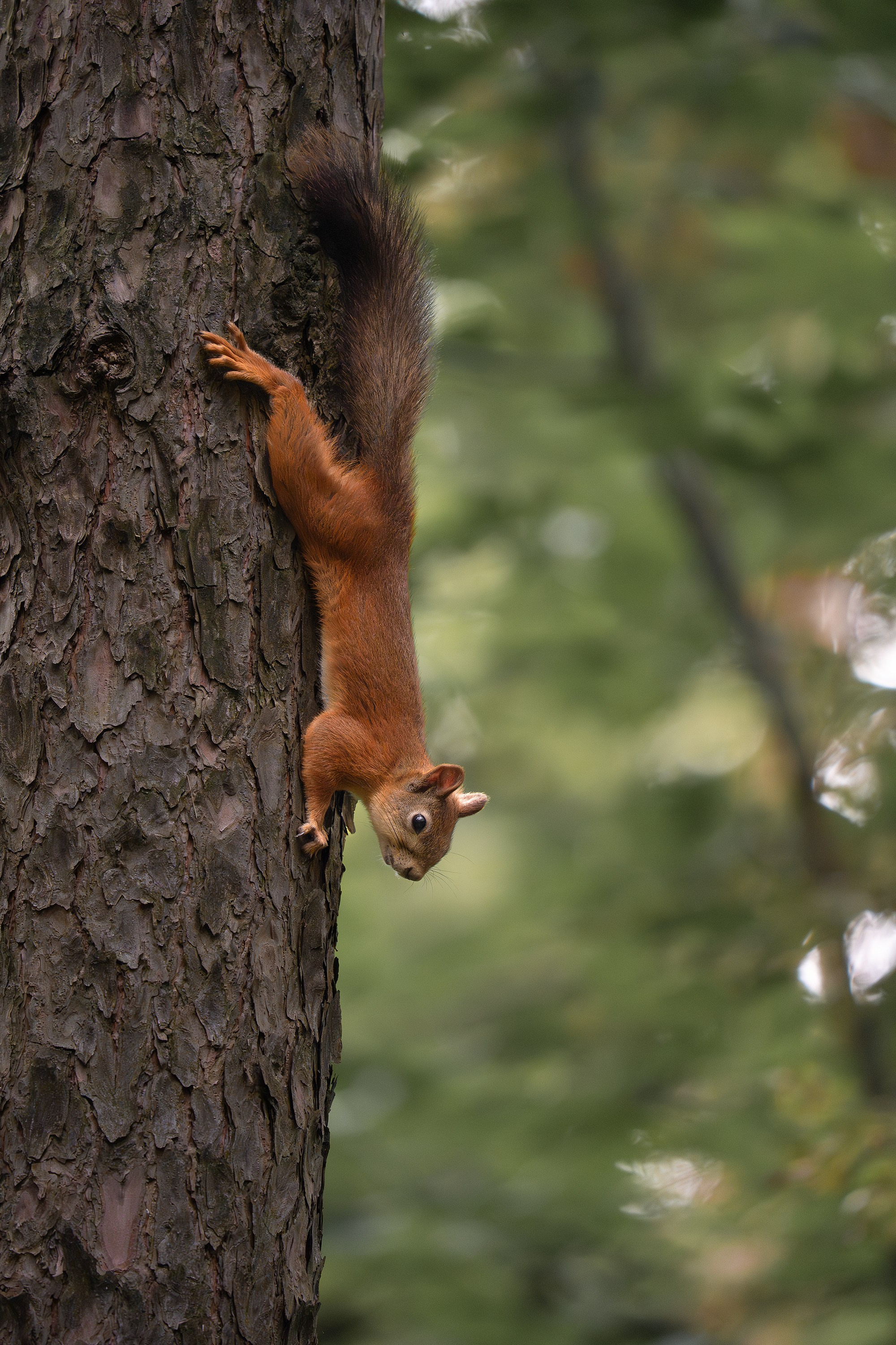 Белка обыкновенная (лат. Sciurus vulgaris). Yulia Gonchar | Photographer
