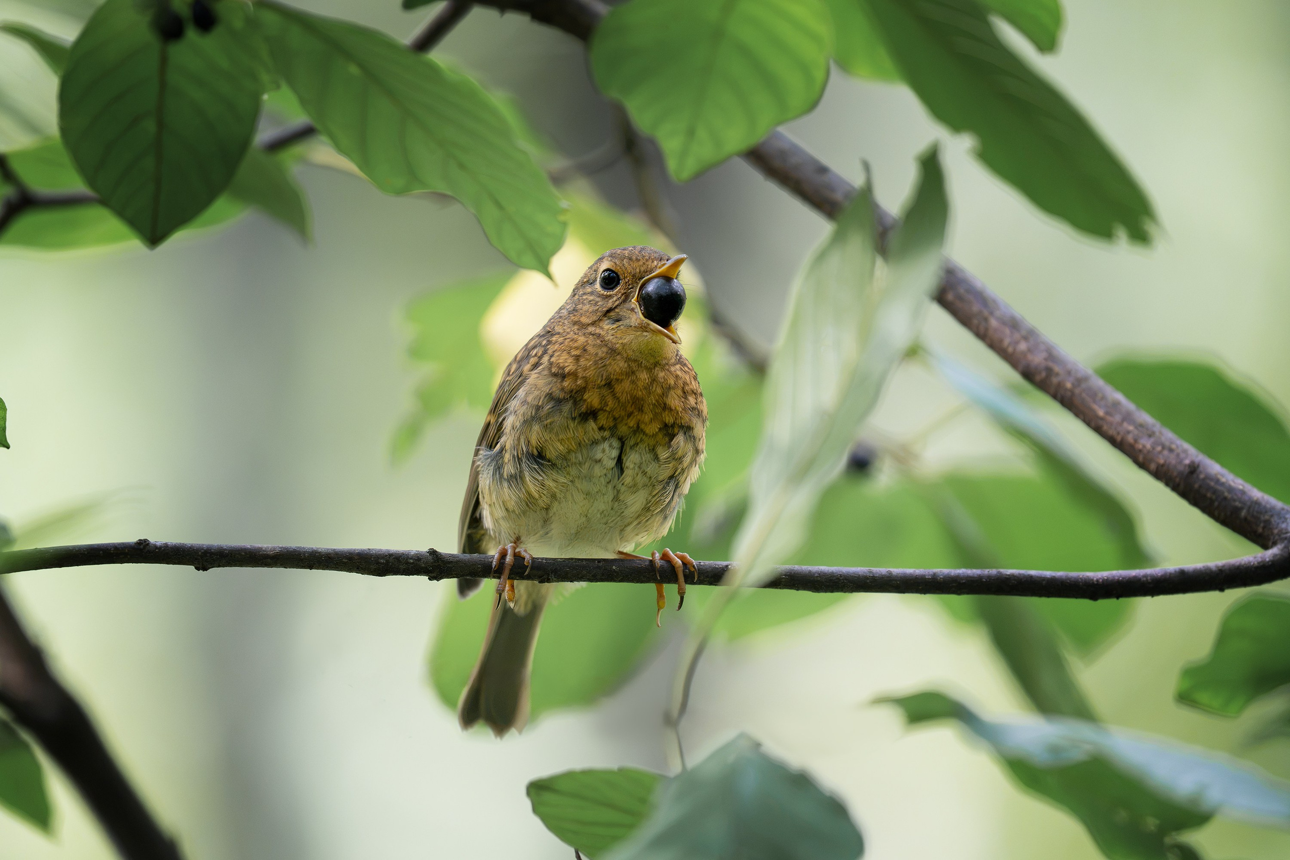 Зарянка (лат. Erithacus rubecula). Yulia Gonchar | Photographer