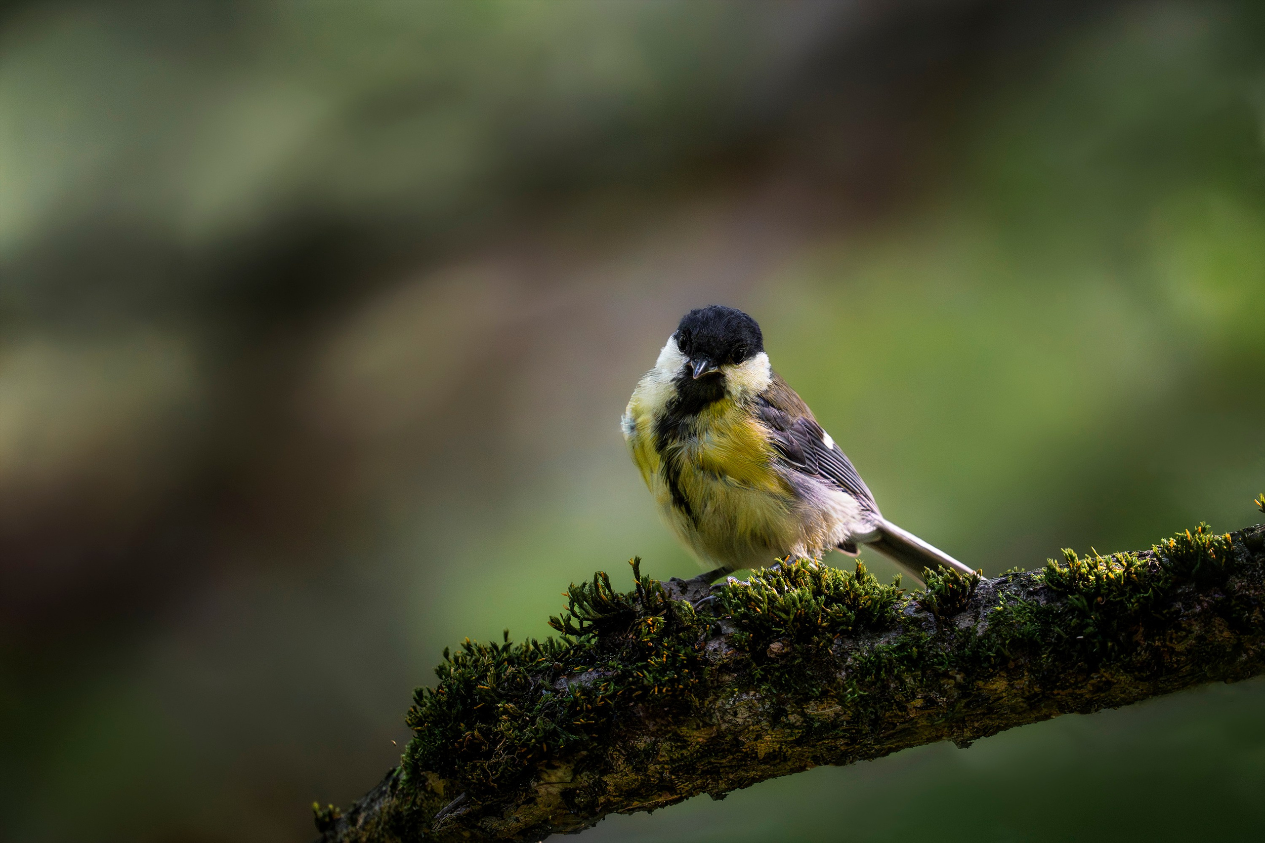 Большая синица (лат. Parus major). Yulia Gonchar | Photographer