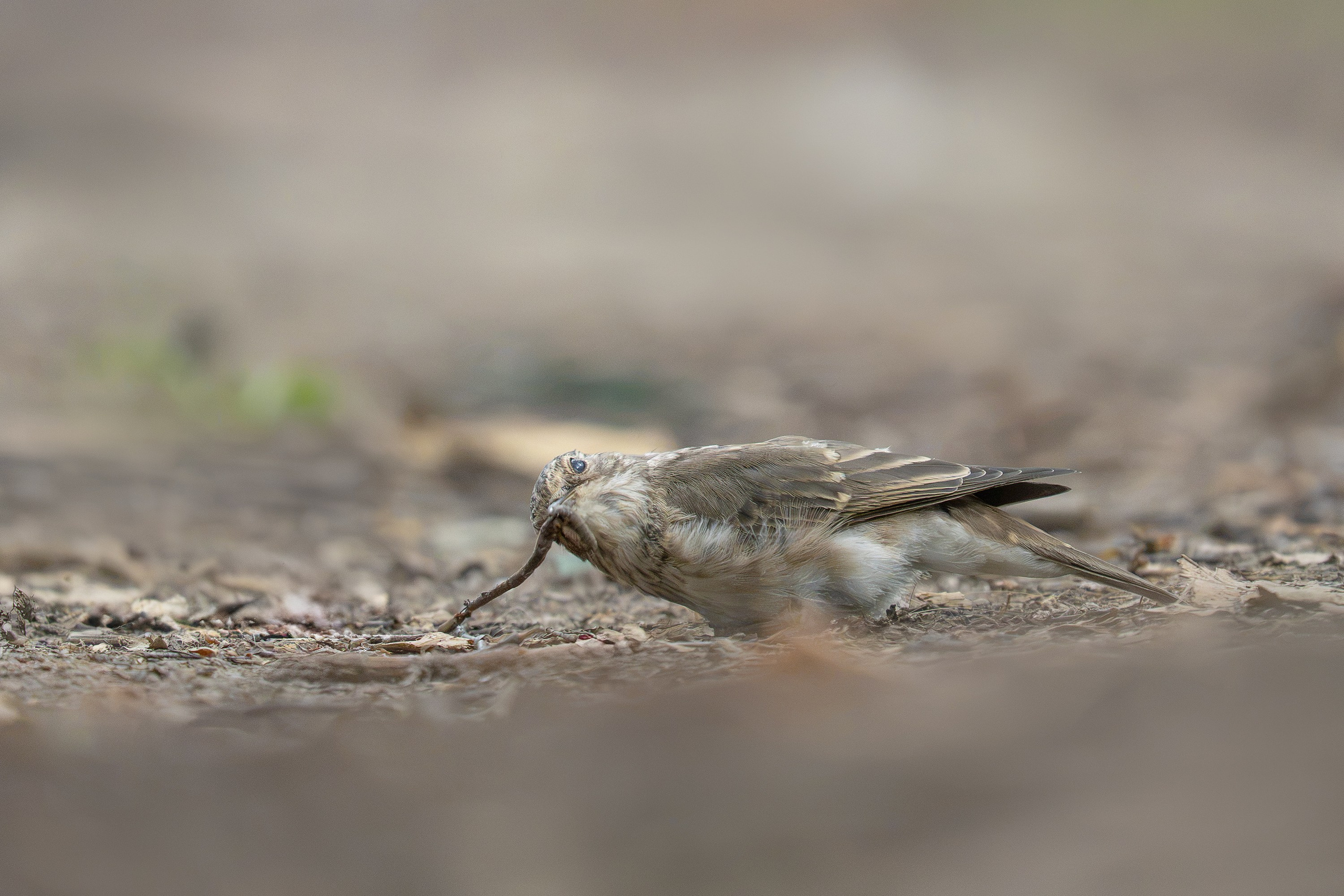 Серая мухоловка (лат. Muscicapa striata). Yulia Gonchar | Photographer