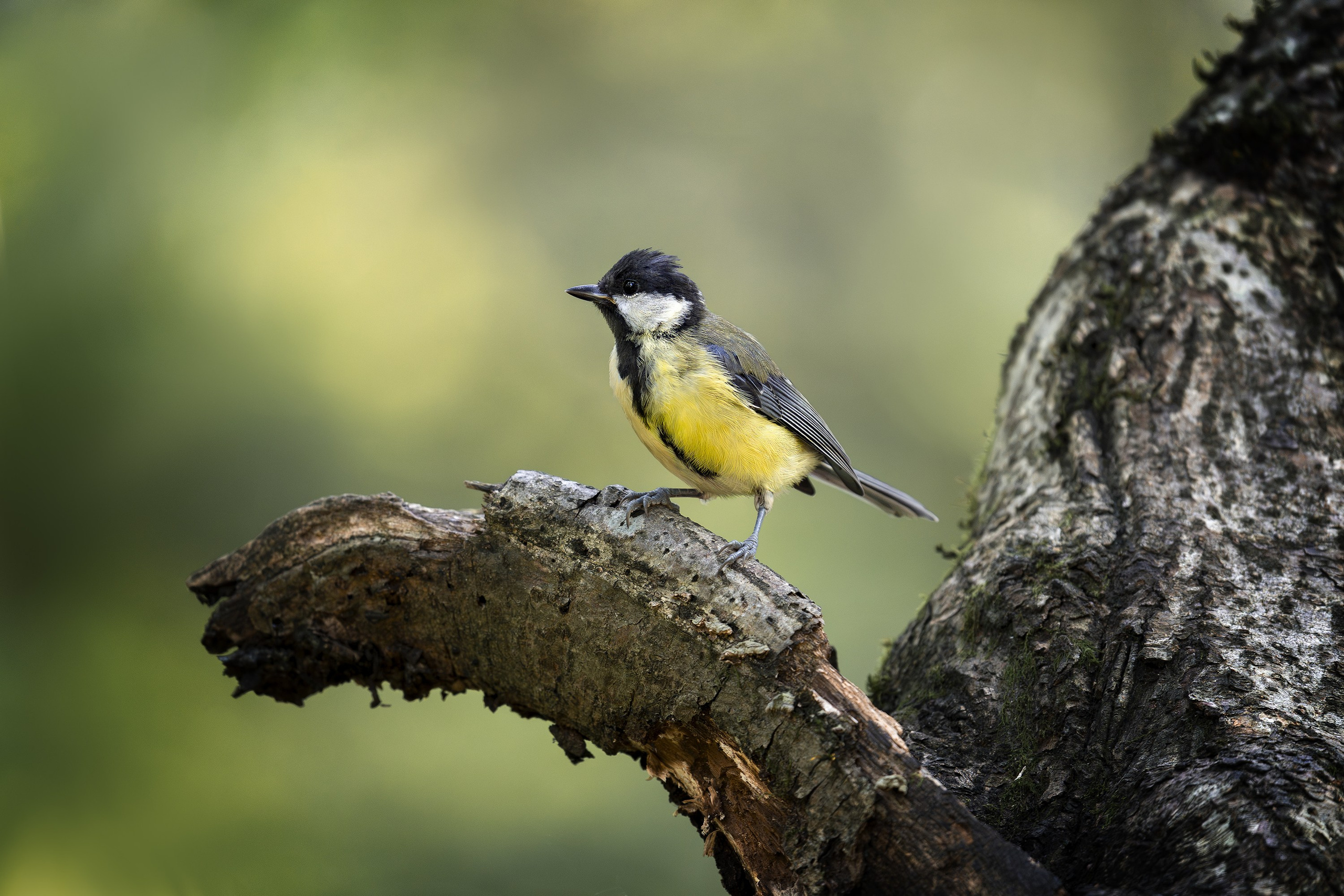 Большая синица (лат. Parus major). Yulia Gonchar | Photographer