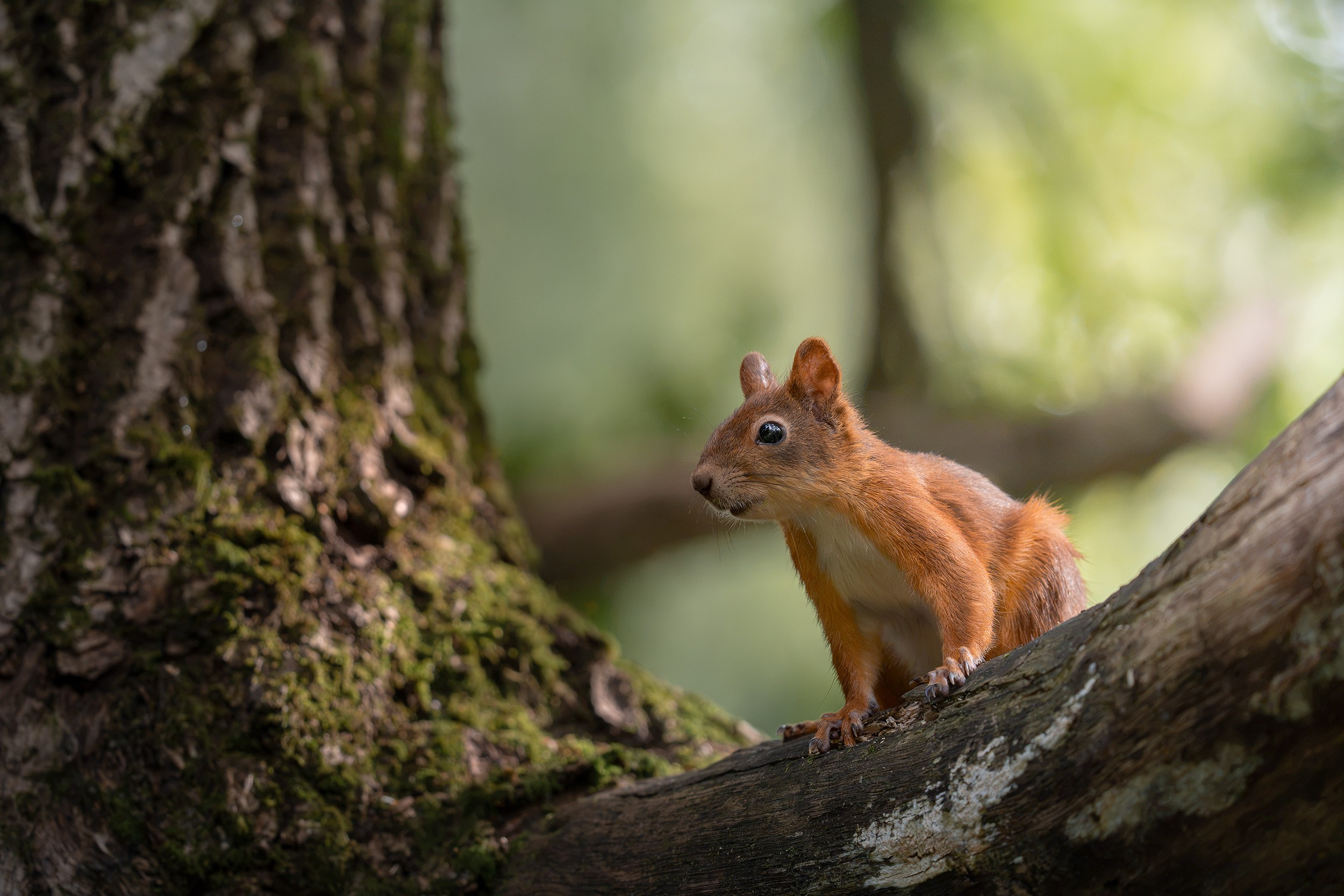 Белка обыкновенная (лат. Sciurus vulgaris). Yulia Gonchar | Photographer