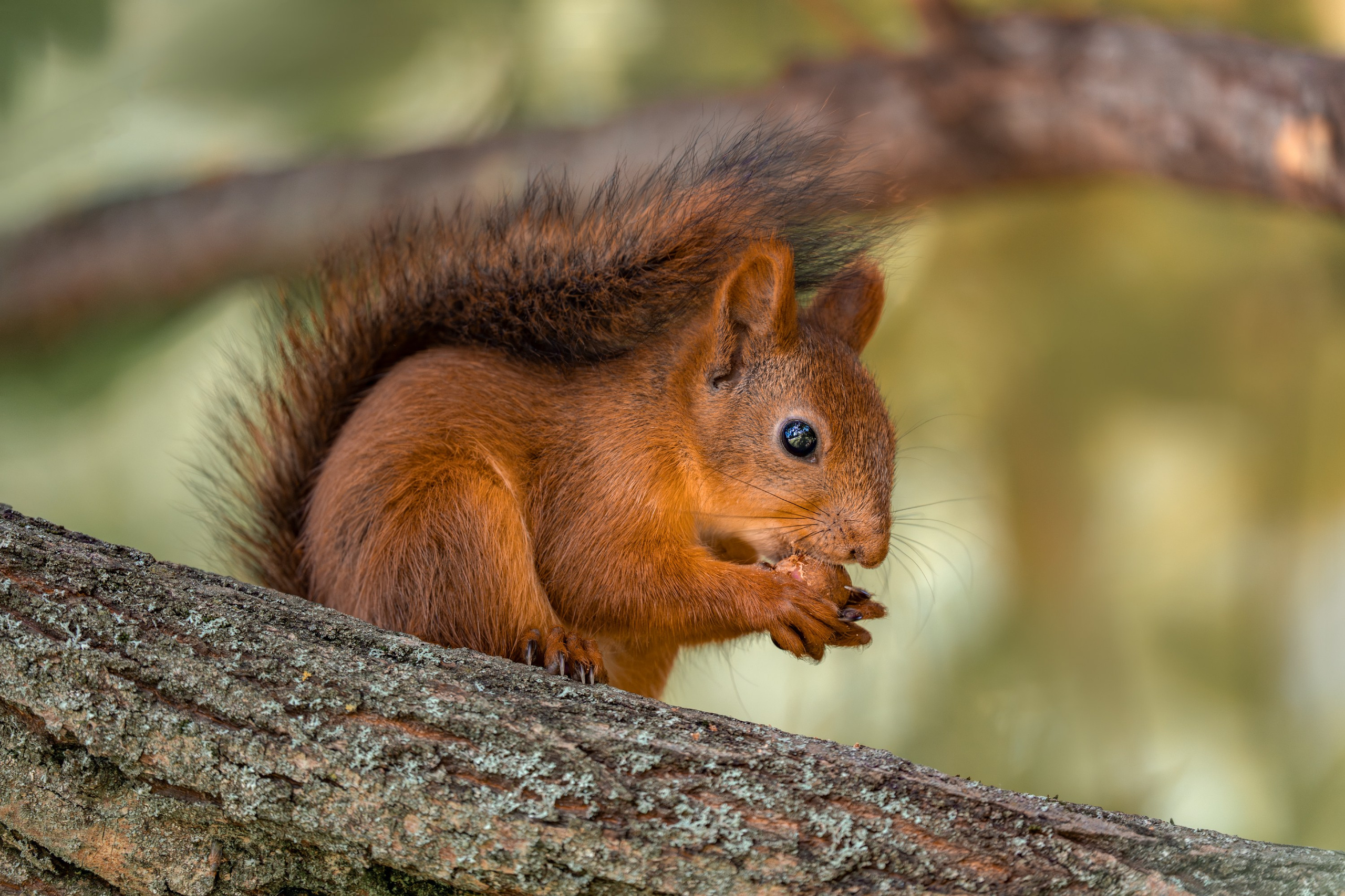 Белка обыкновенная (лат. Sciurus vulgaris). Yulia Gonchar | Photographer