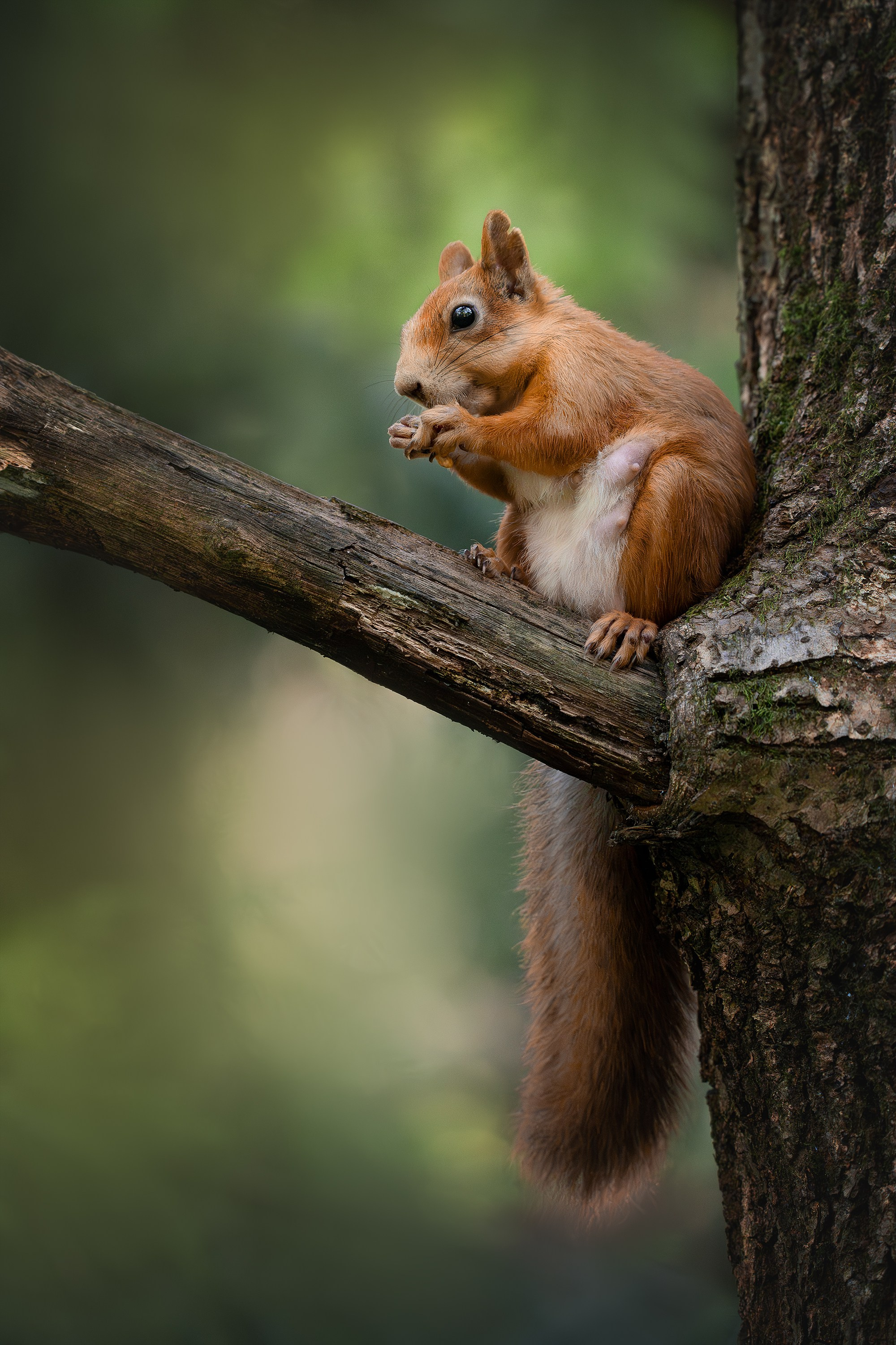 Белка обыкновенная (лат. Sciurus vulgaris). Yulia Gonchar | Photographer
