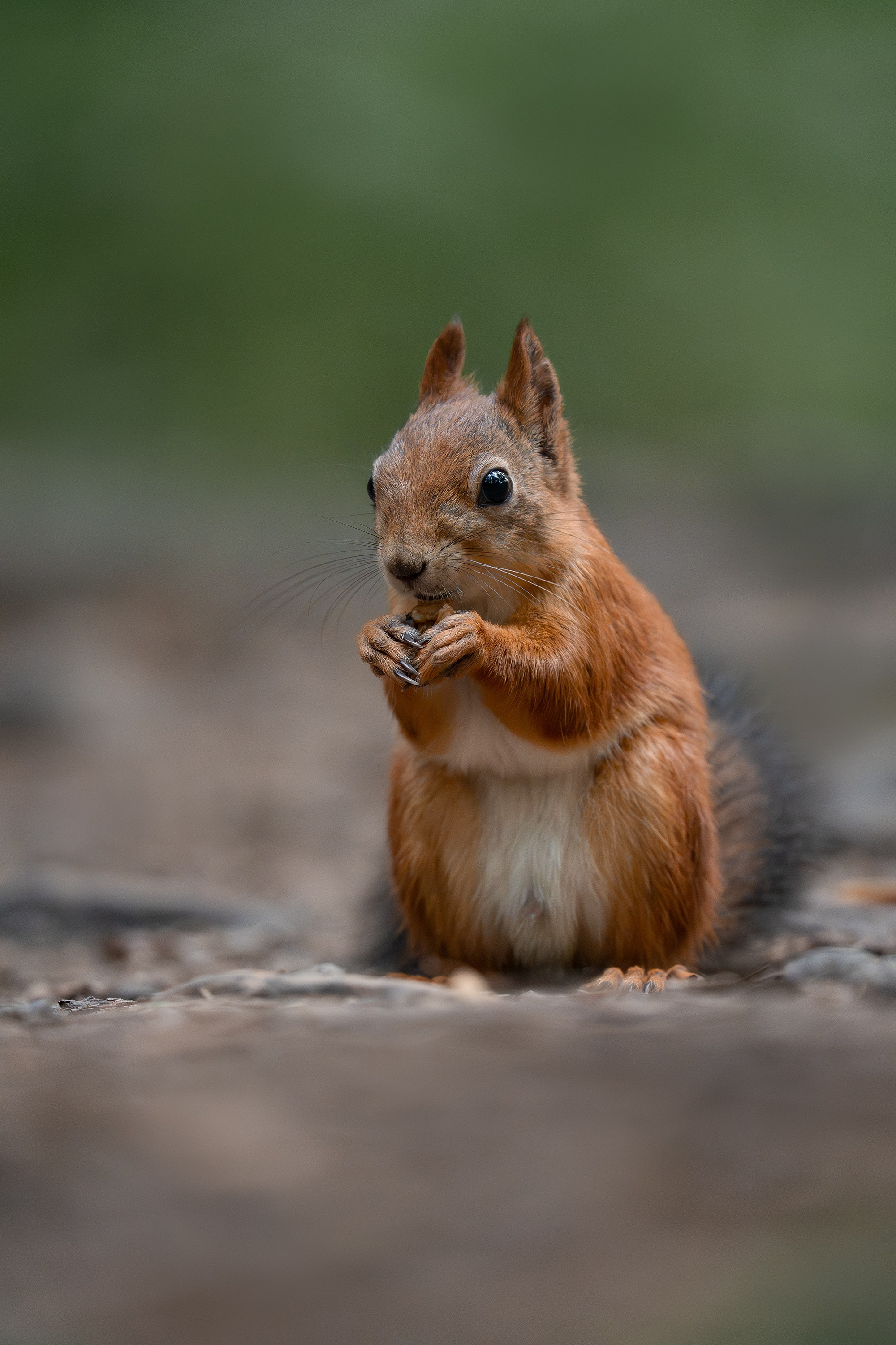Белка обыкновенная (лат. Sciurus vulgaris). Yulia Gonchar | Photographer