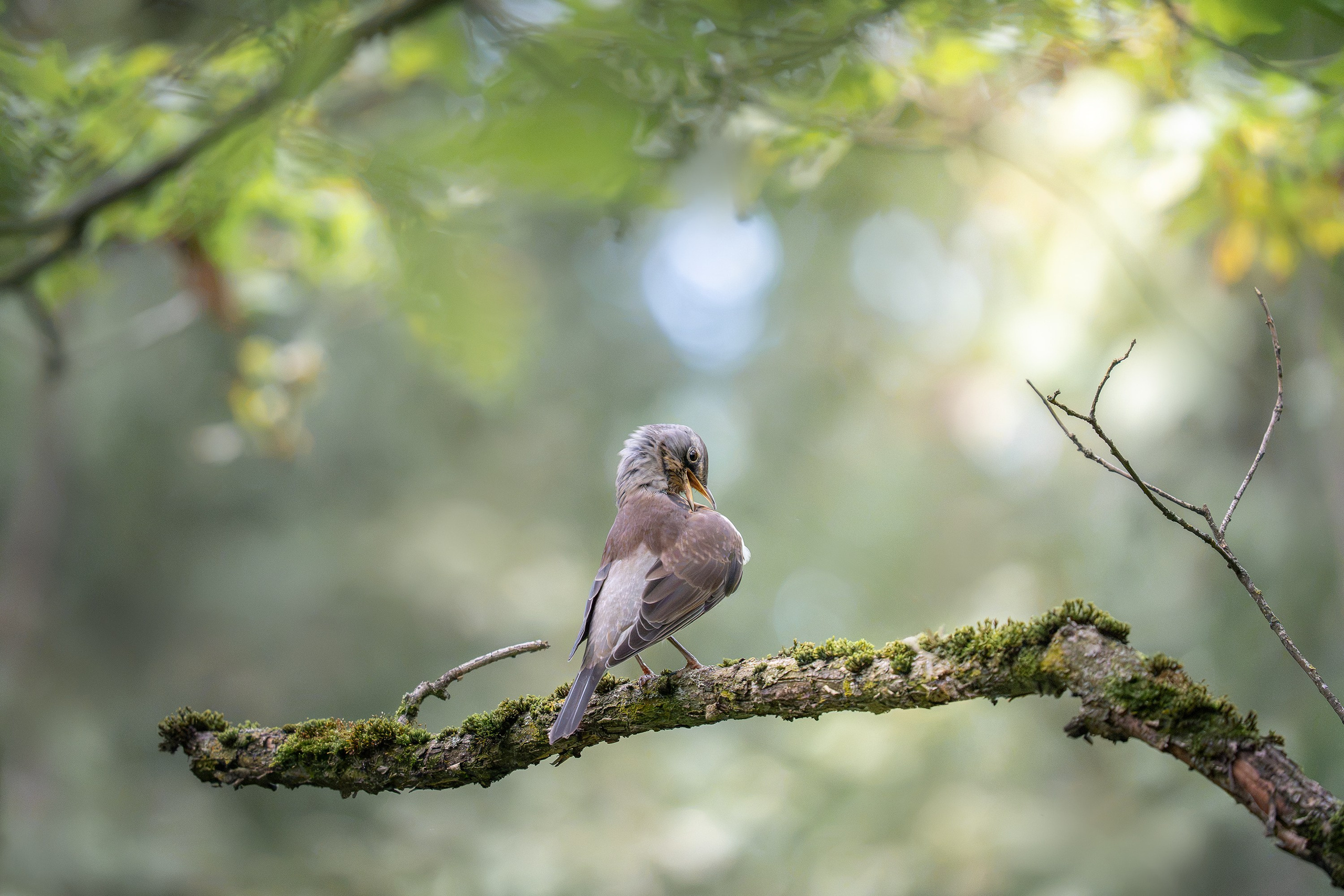 Рябинник (лат.Turdus pilaris). Yulia Gonchar | Photographer