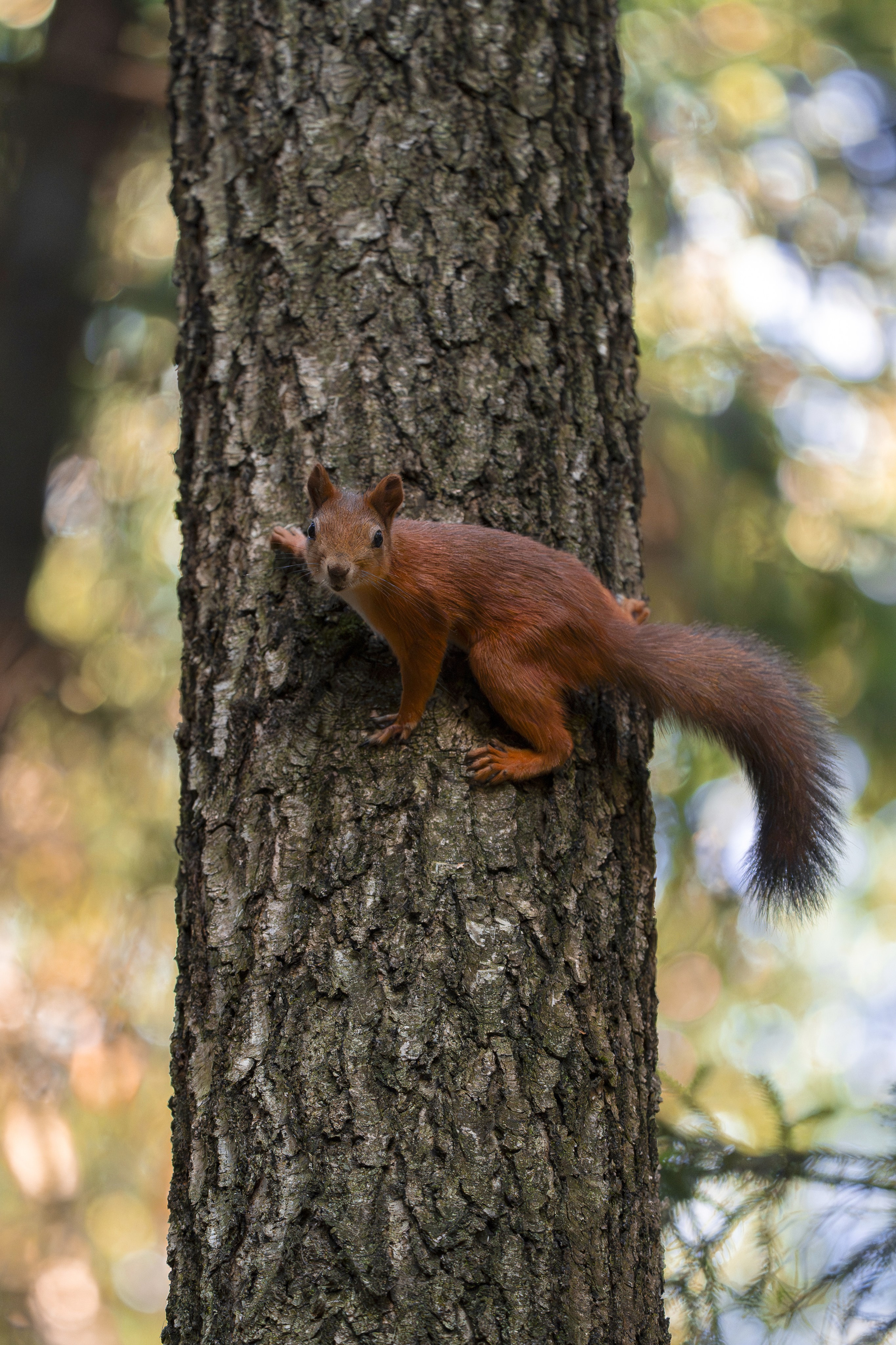 Белка обыкновенная (лат. Sciurus vulgaris). Yulia Gonchar | Photographer