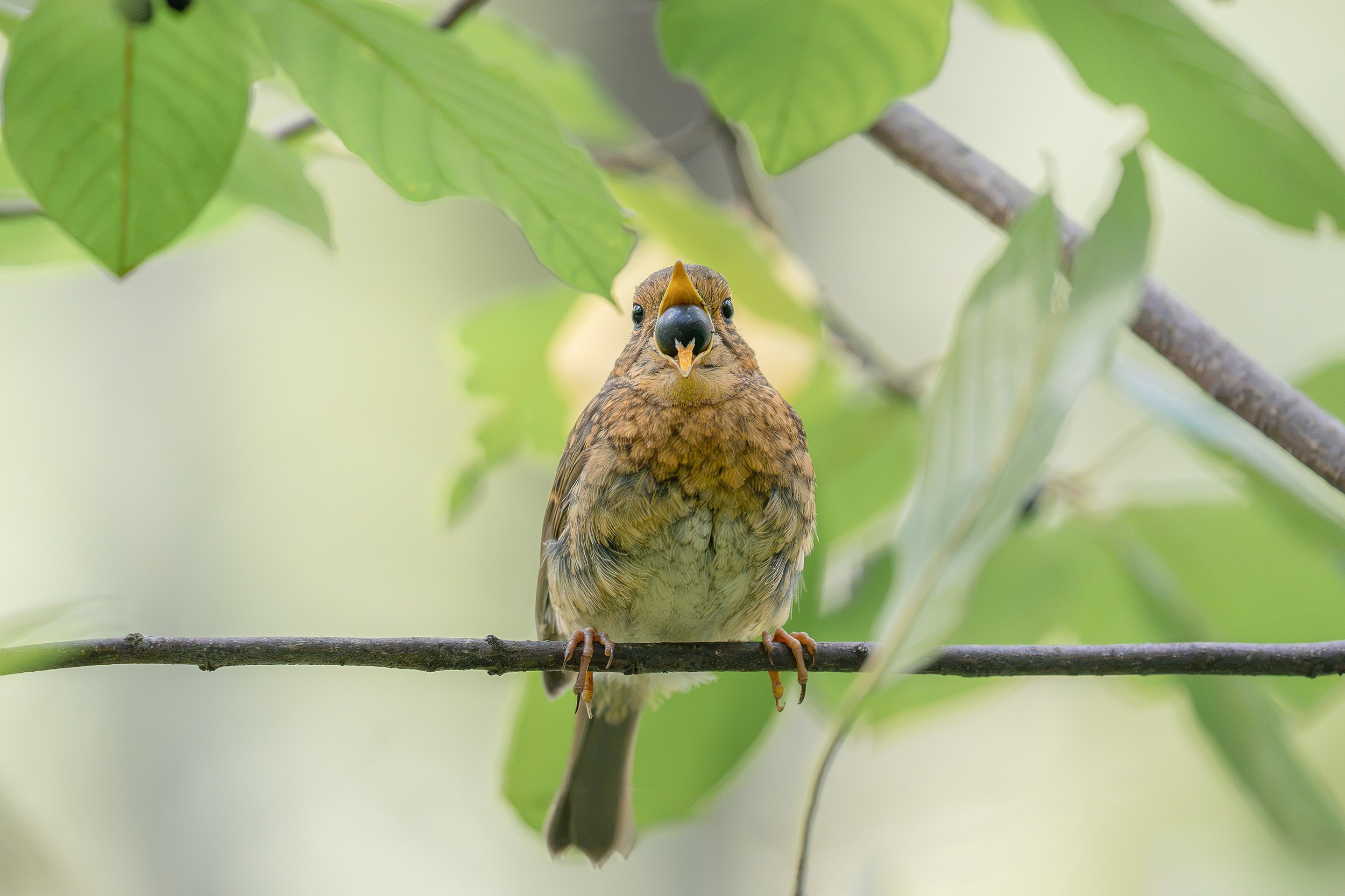 Зарянка (лат. Erithacus rubecula). Yulia Gonchar | Photographer