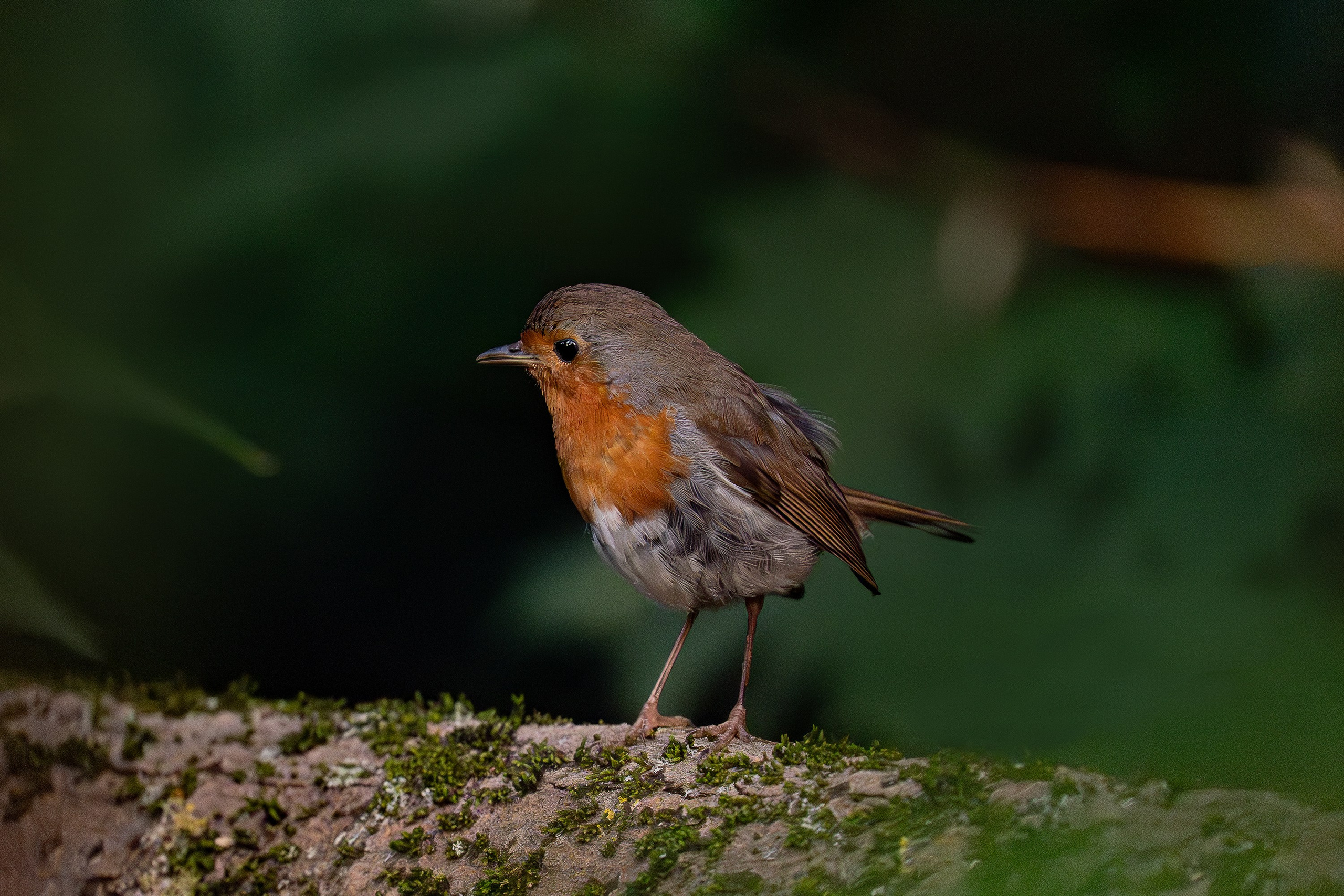 Зарянка (лат. Erithacus rubecula). Yulia Gonchar | Photographer