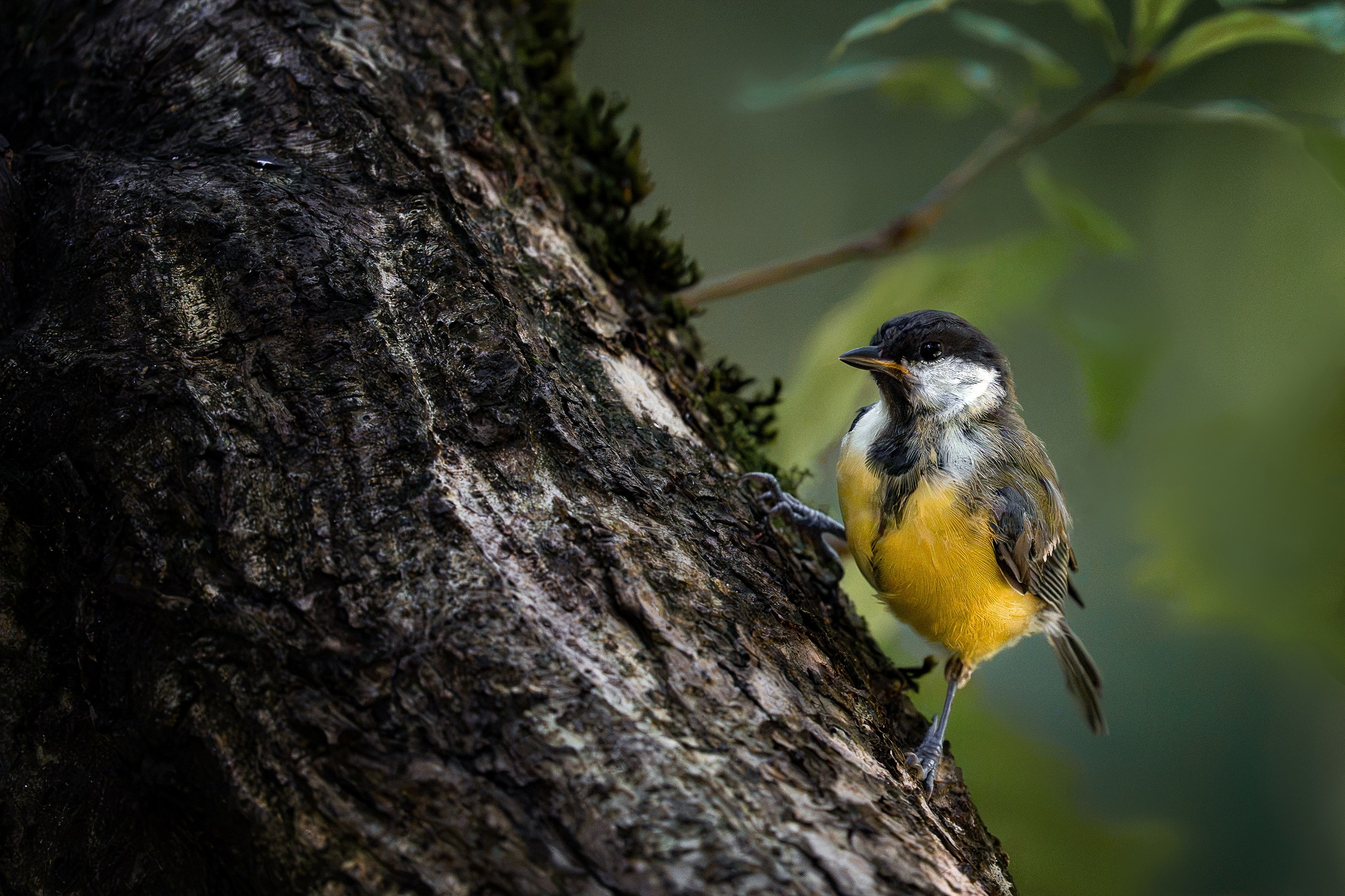 Большая синица (лат. Parus major). Yulia Gonchar | Photographer