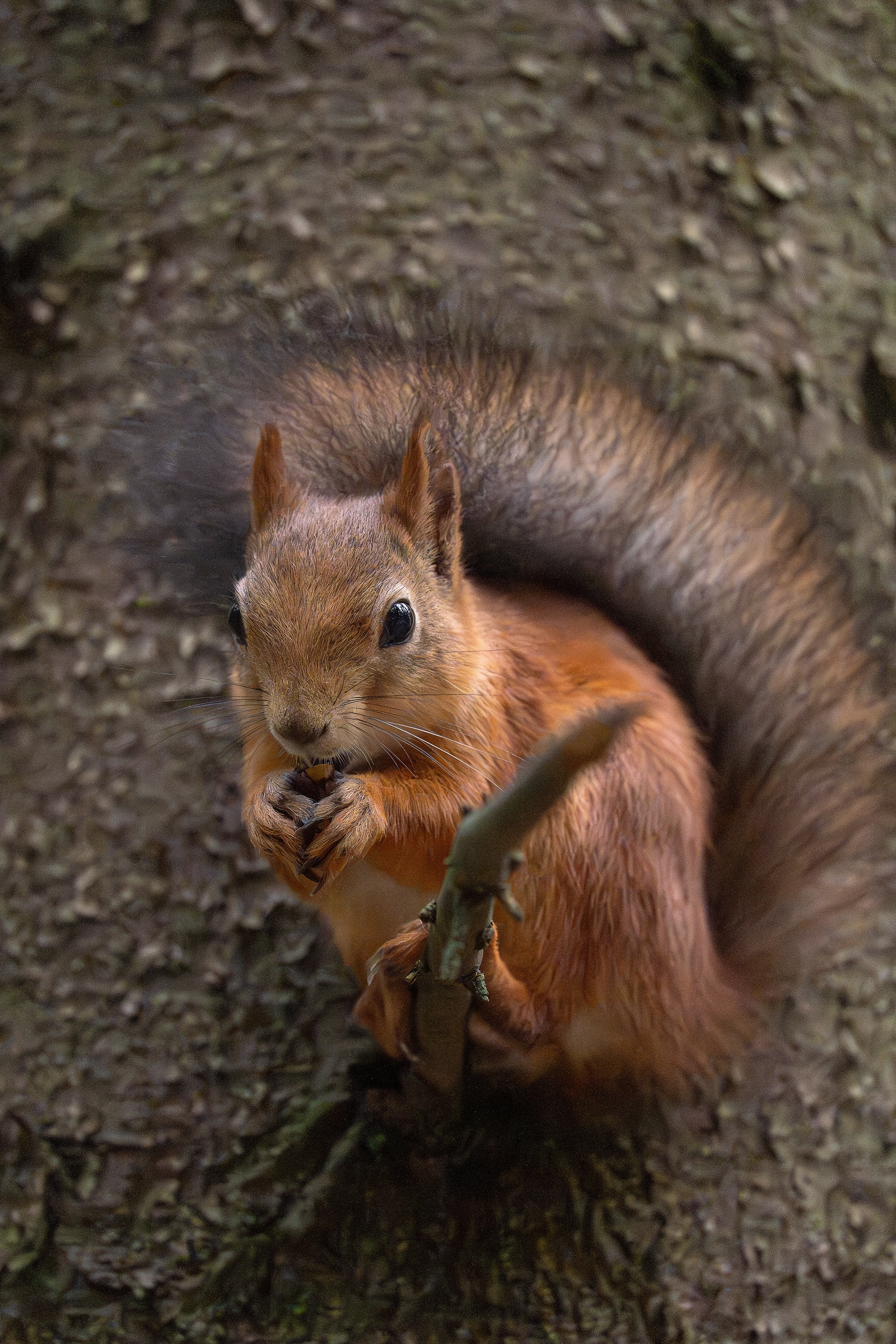 Белка обыкновенная (лат. Sciurus vulgaris). Yulia Gonchar | Photographer