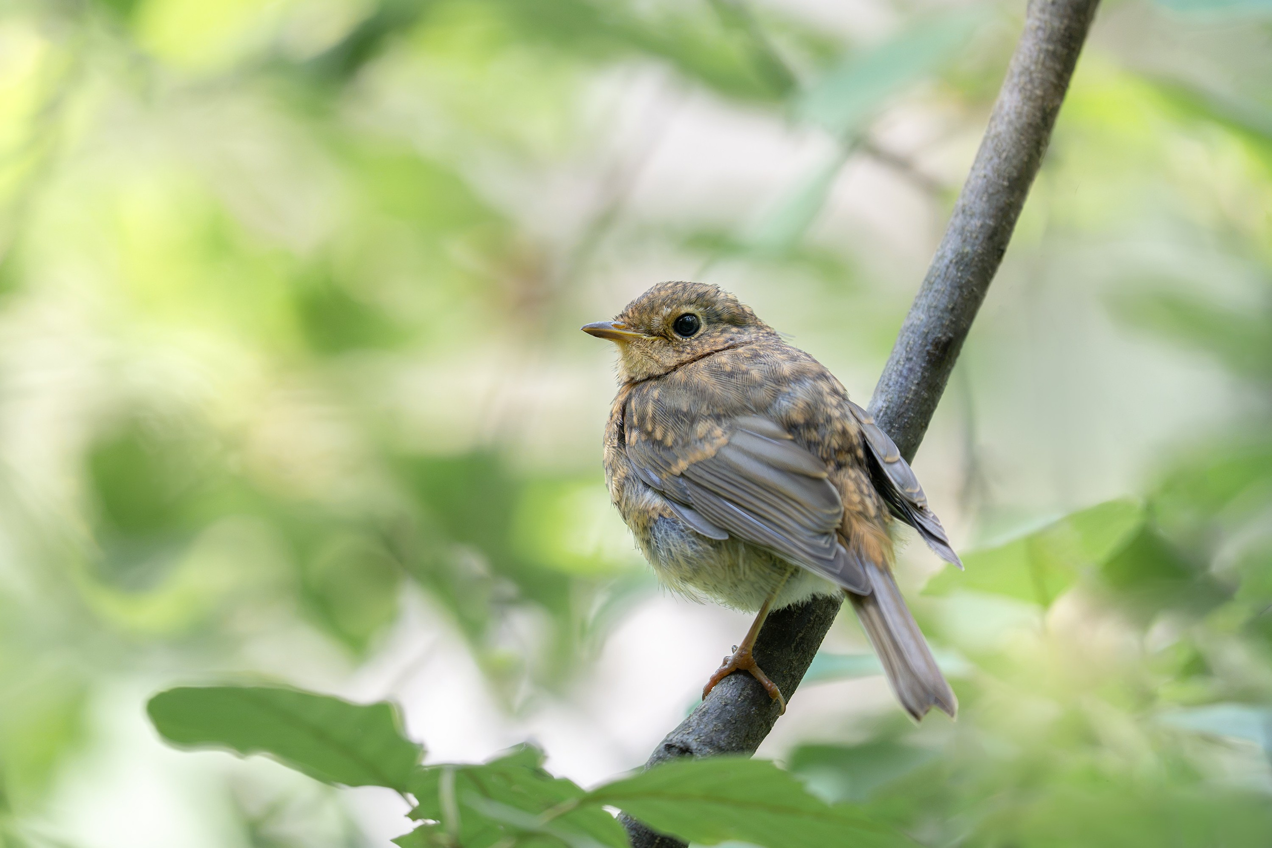 Зарянка (лат. Erithacus rubecula). Yulia Gonchar | Photographer