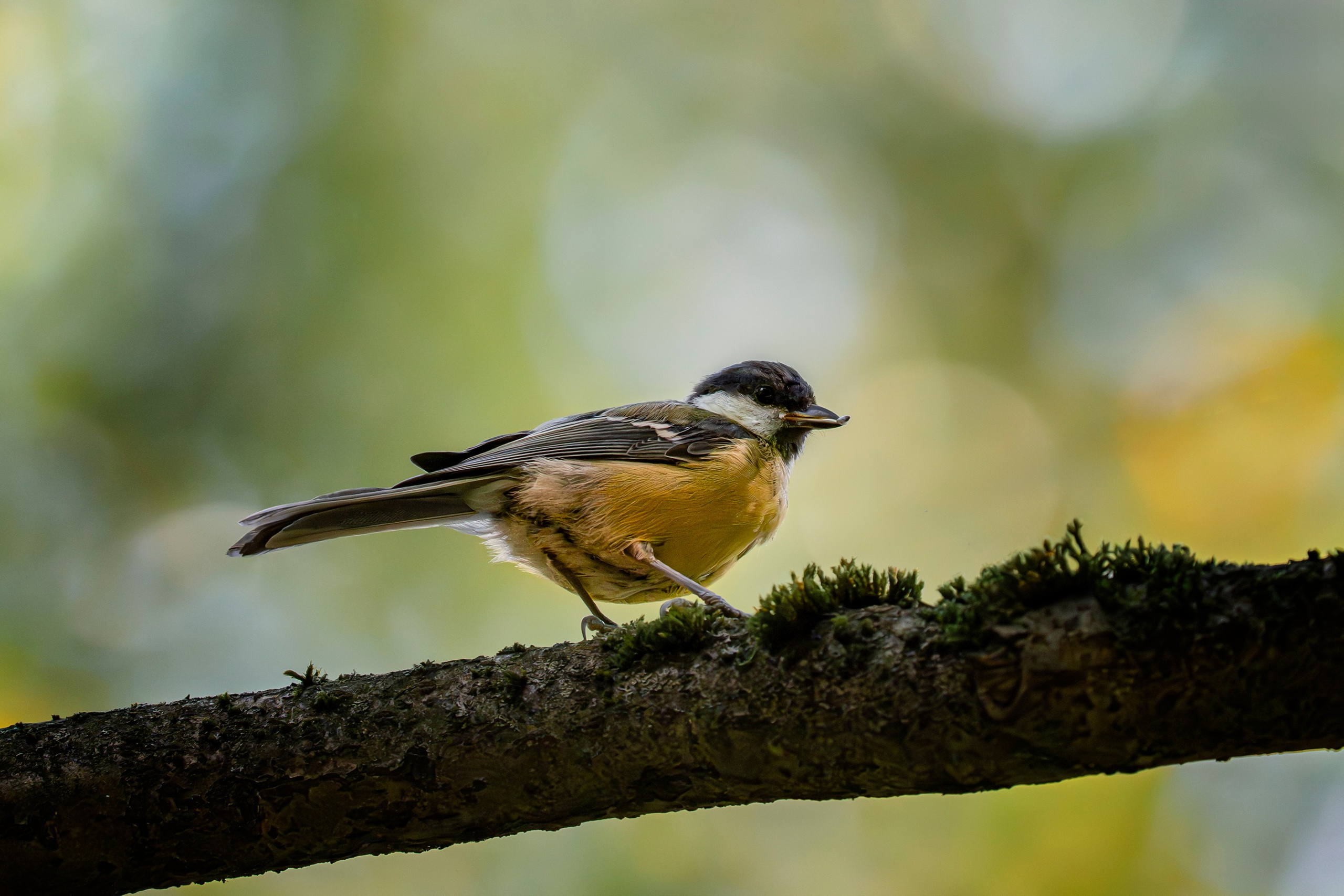 Большая синица (лат. Parus major). Yulia Gonchar | Photographer