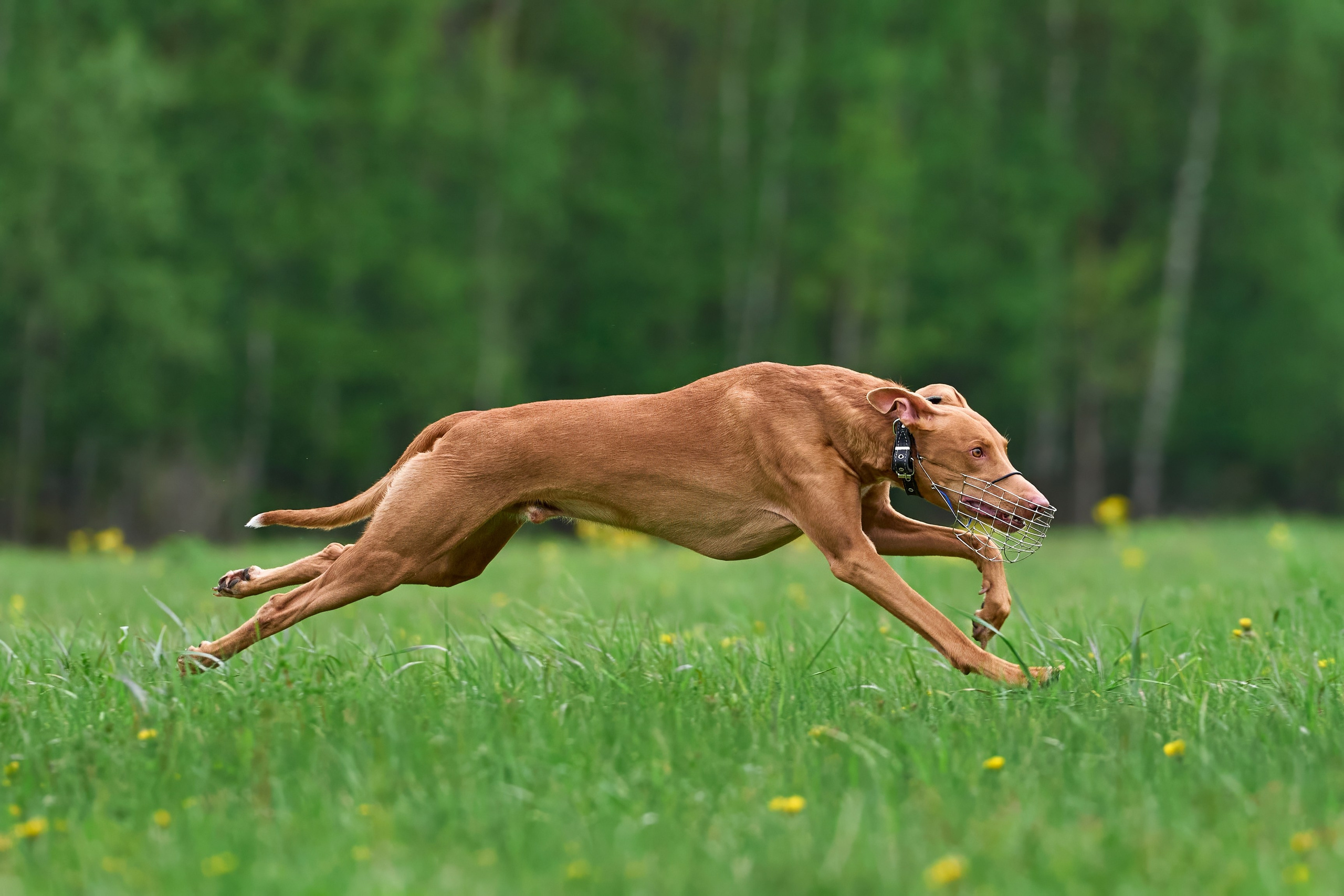 Тренировка по курсингу Донино. Фотограф-анималист Михаил Манухин