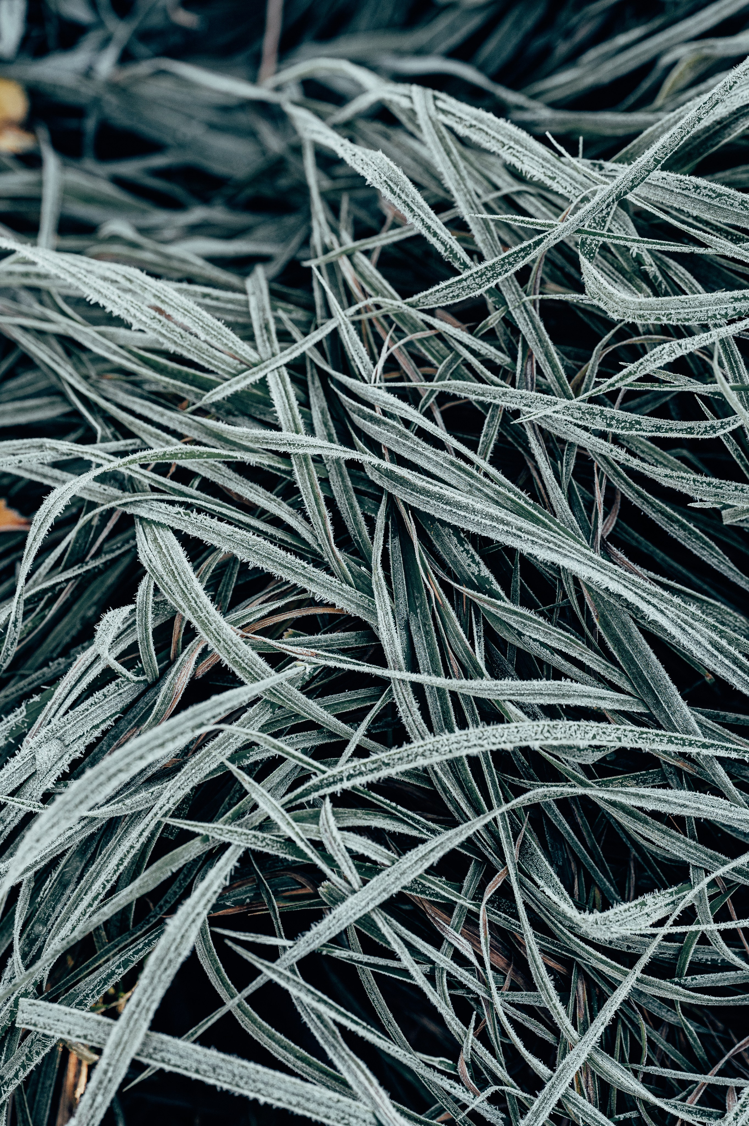 Природа. Максим Егоров, г. Ижевск. Репортажная, предметная съёмка и фуд-фотография