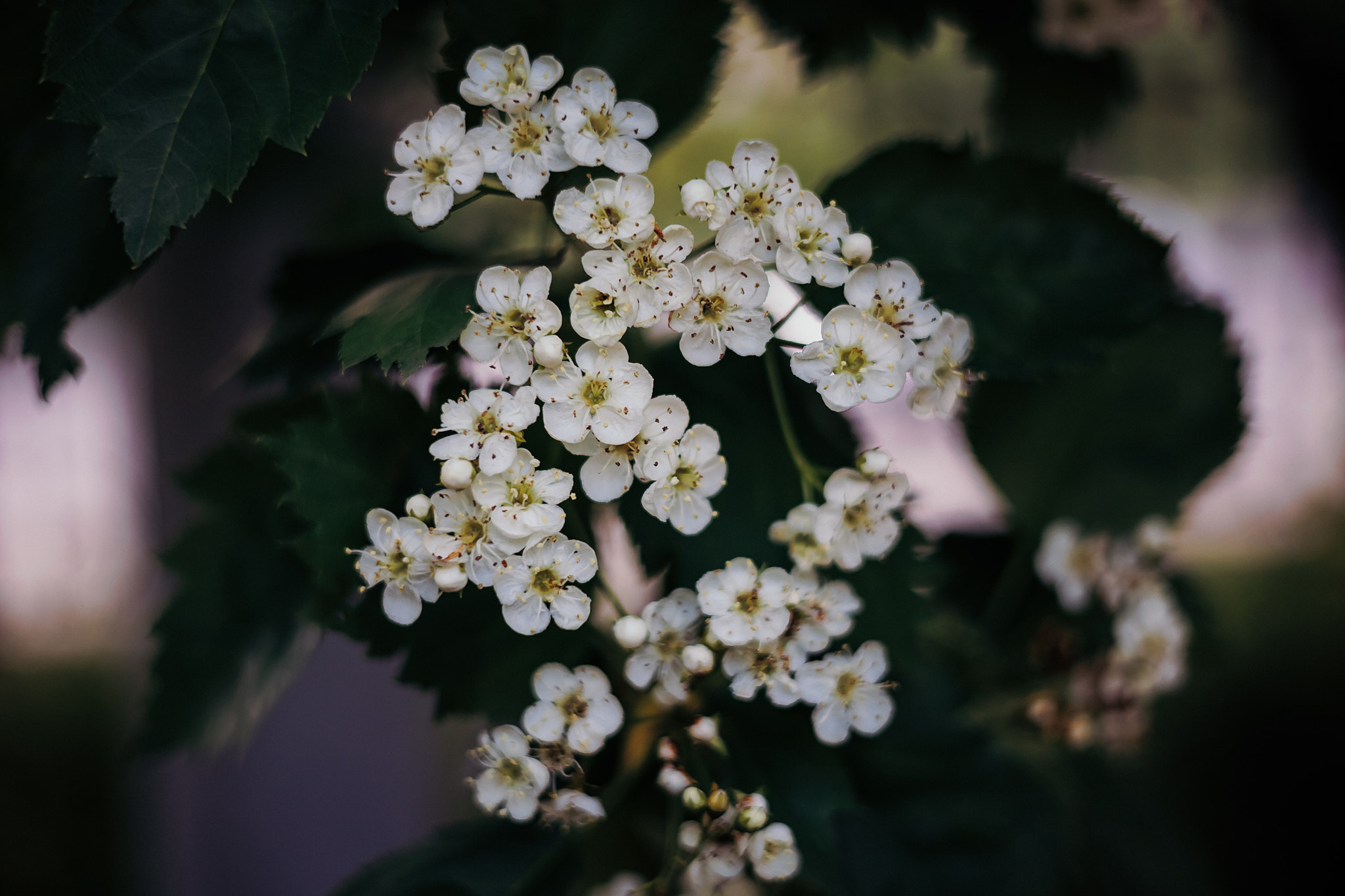 Коллекция пейзажных фотографий. Photographer Sonkina Tatiana (Tanya Ash)