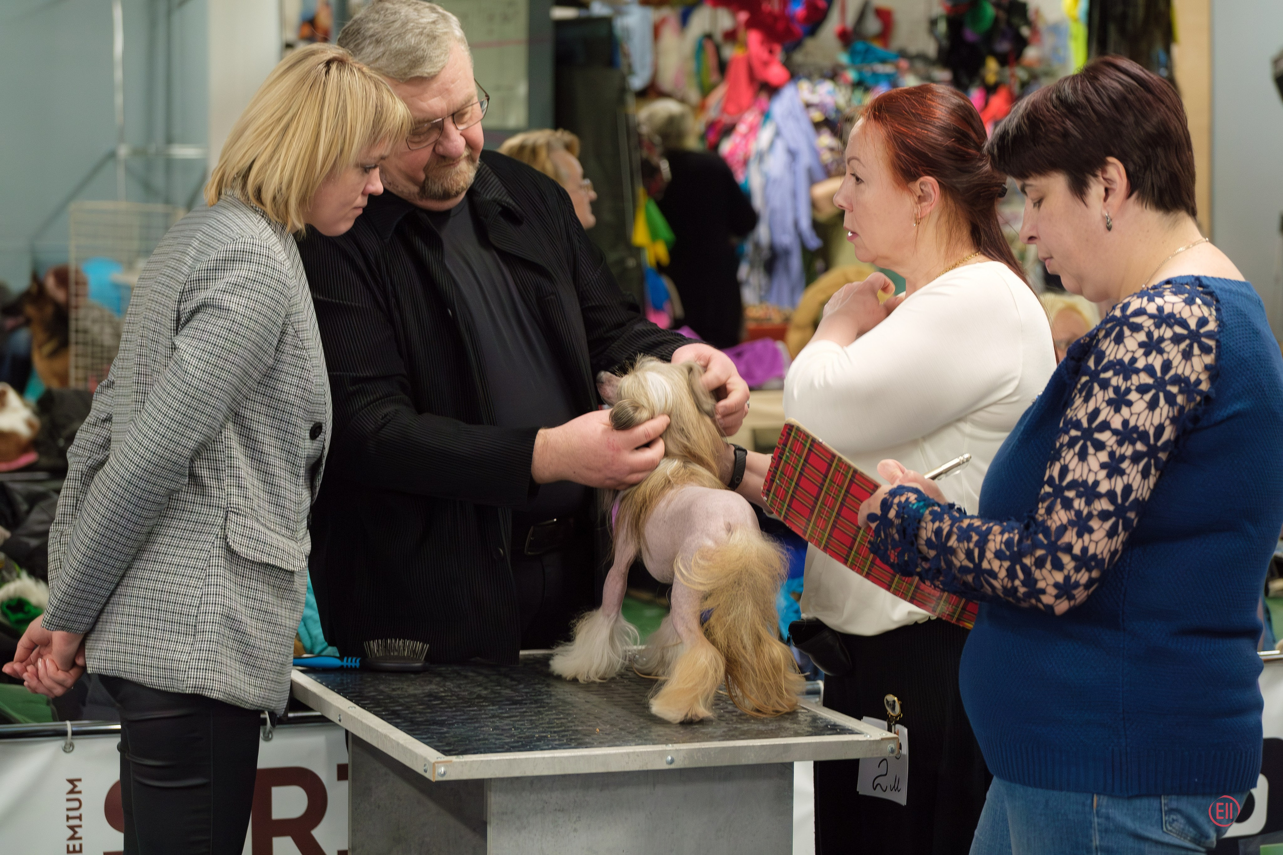 We have completed the 2023 exhibition season. Chinese Crested Dog Kennel Poale Ell