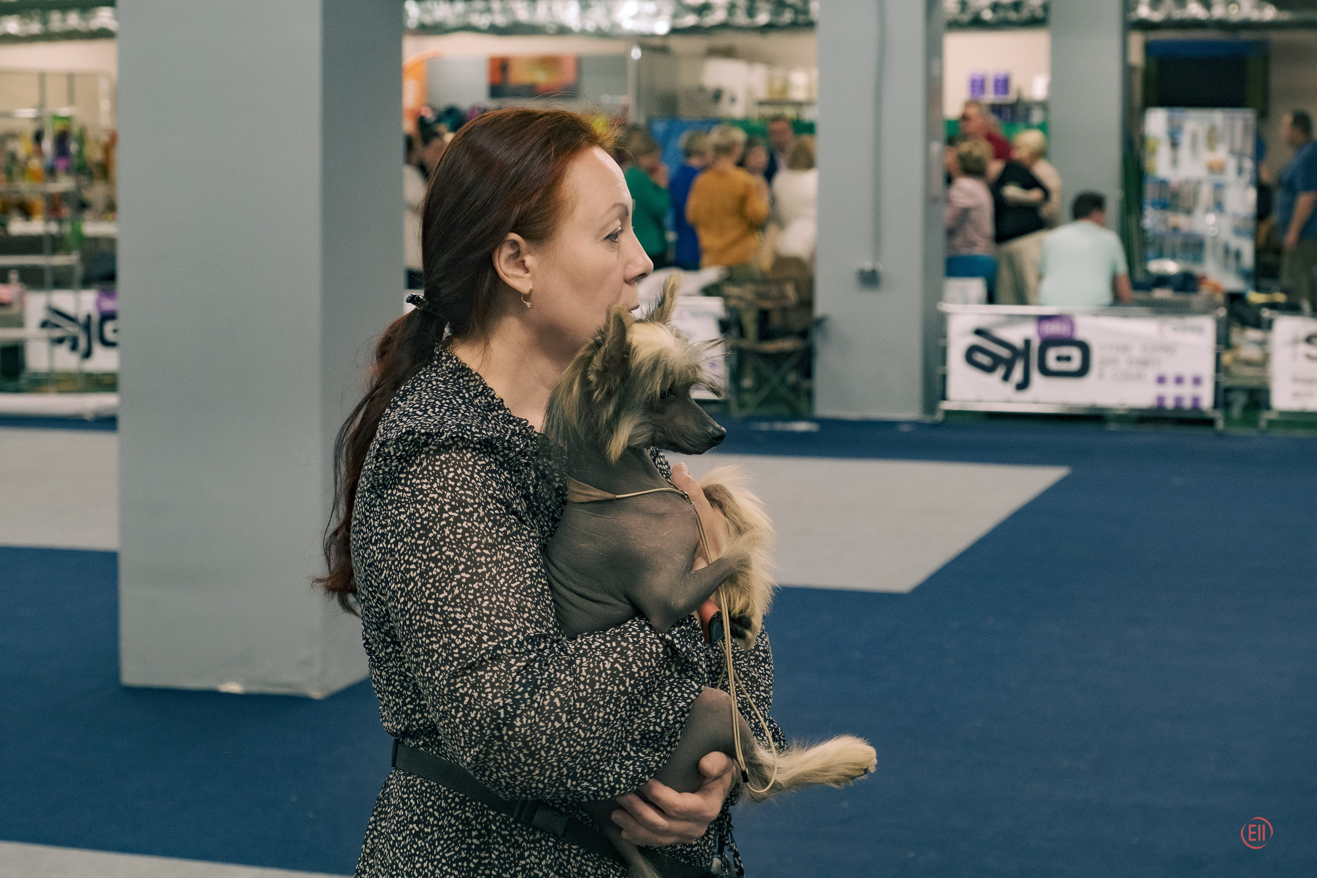 Национальная выставка китайских хохлатых собак 2023. Питомник китайских хохлатых собак Poale Ell: купить щенка