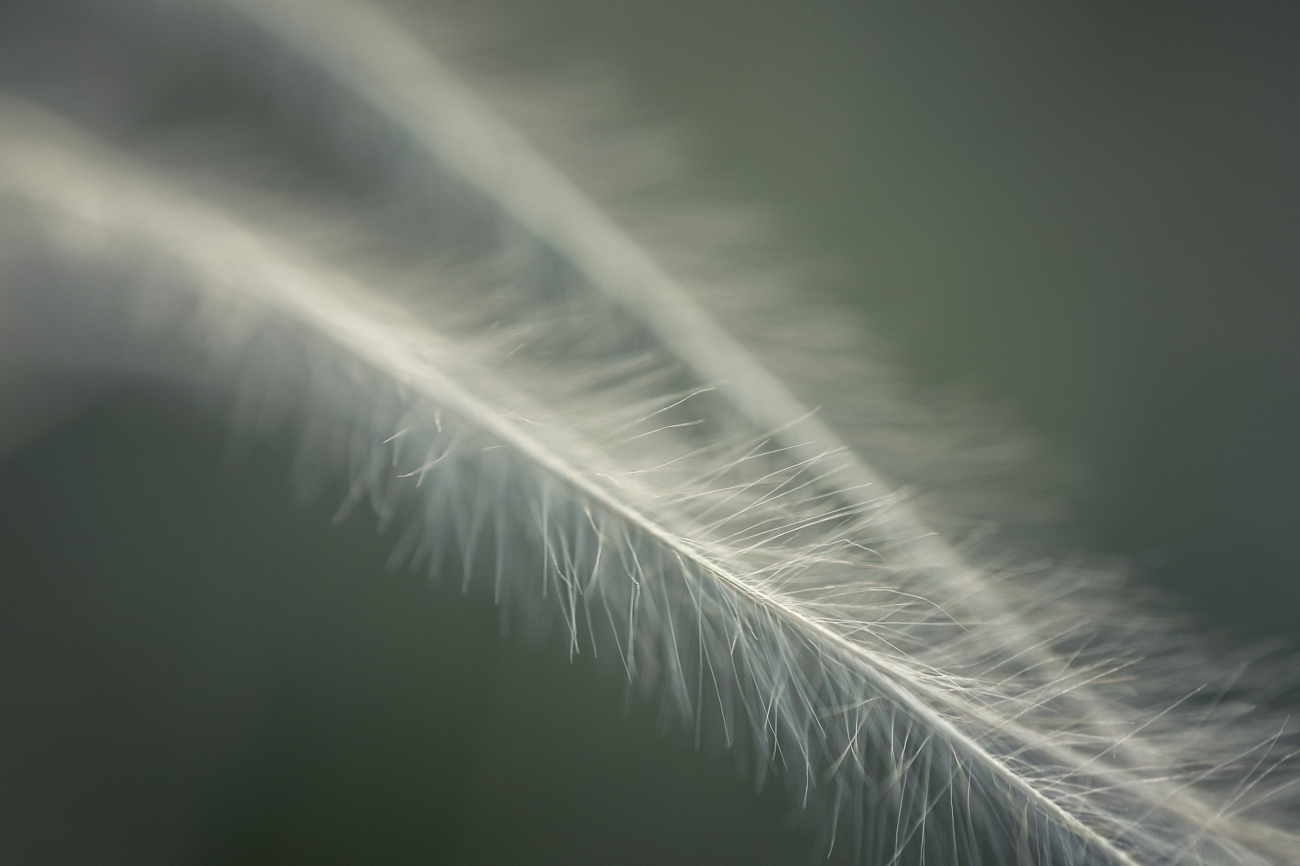 Поля. Ковыль. Николай Брытков — фотограф в Туле