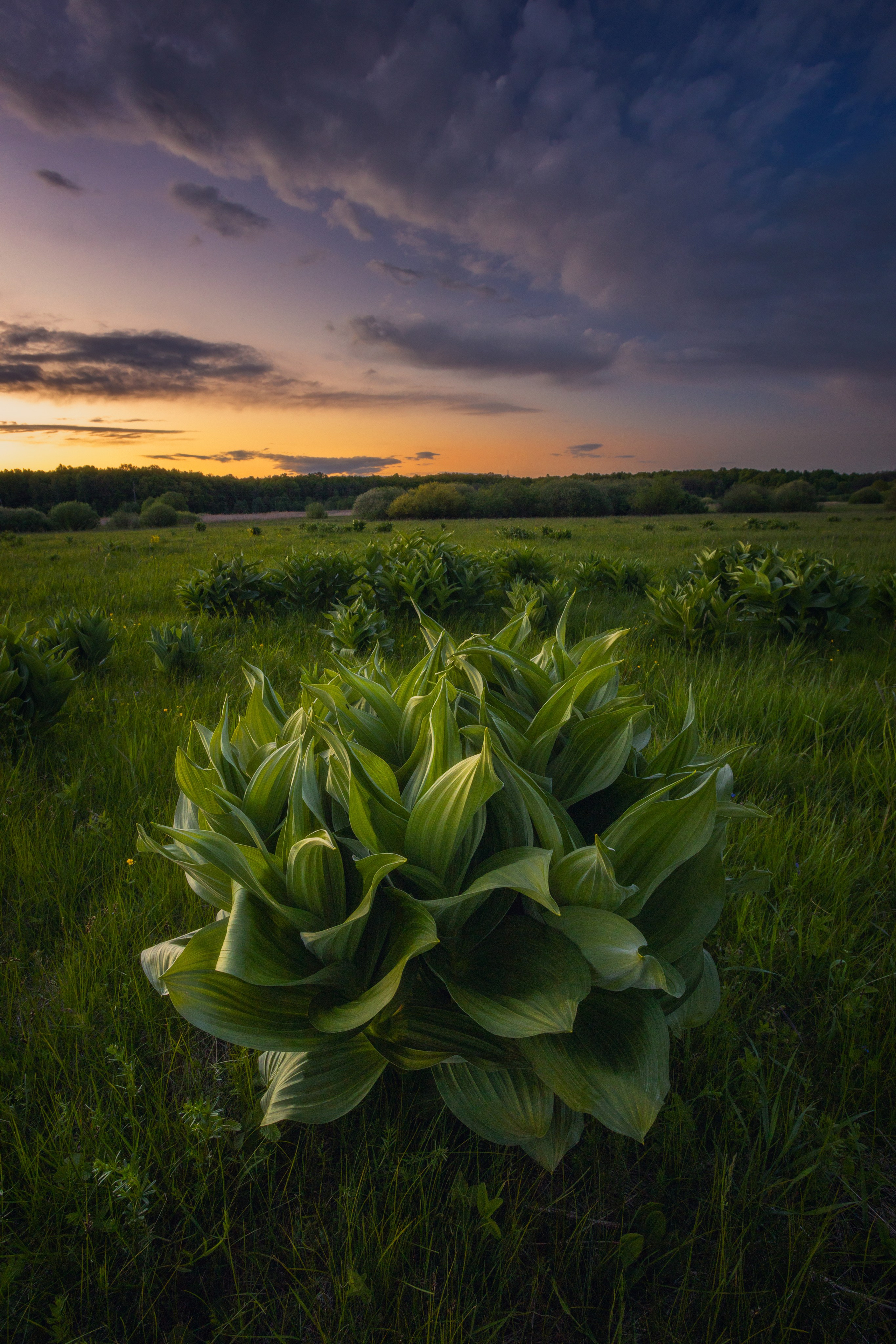Поля. Чемерица Лобеля. Николай Брытков — фотограф в Туле